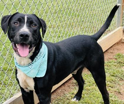 Enlarge Rosco $85 Foster, a Adoptable Mixed Breed in Seneca, SC image 2/3