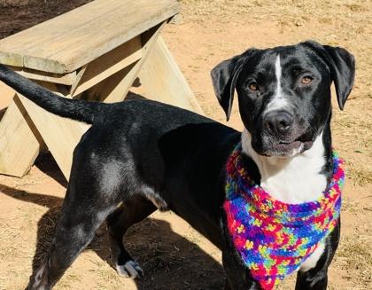 Enlarge Rosco $85 Foster, a Adoptable Mixed Breed in Seneca, SC image 3/3