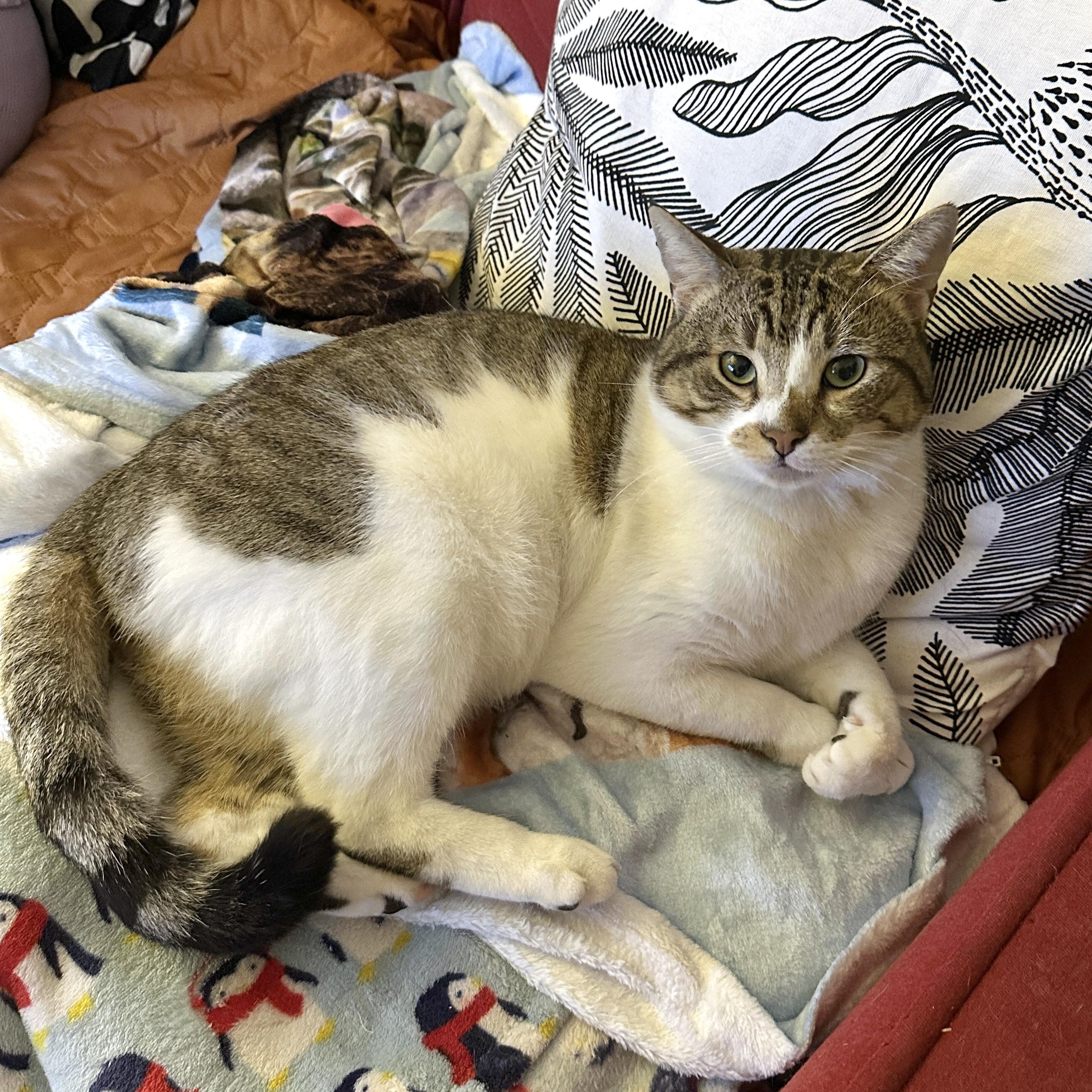 Enlarge Teeny, a ADOPTABLE Domestic Short Hair in Brooklyn, NY image 1/6