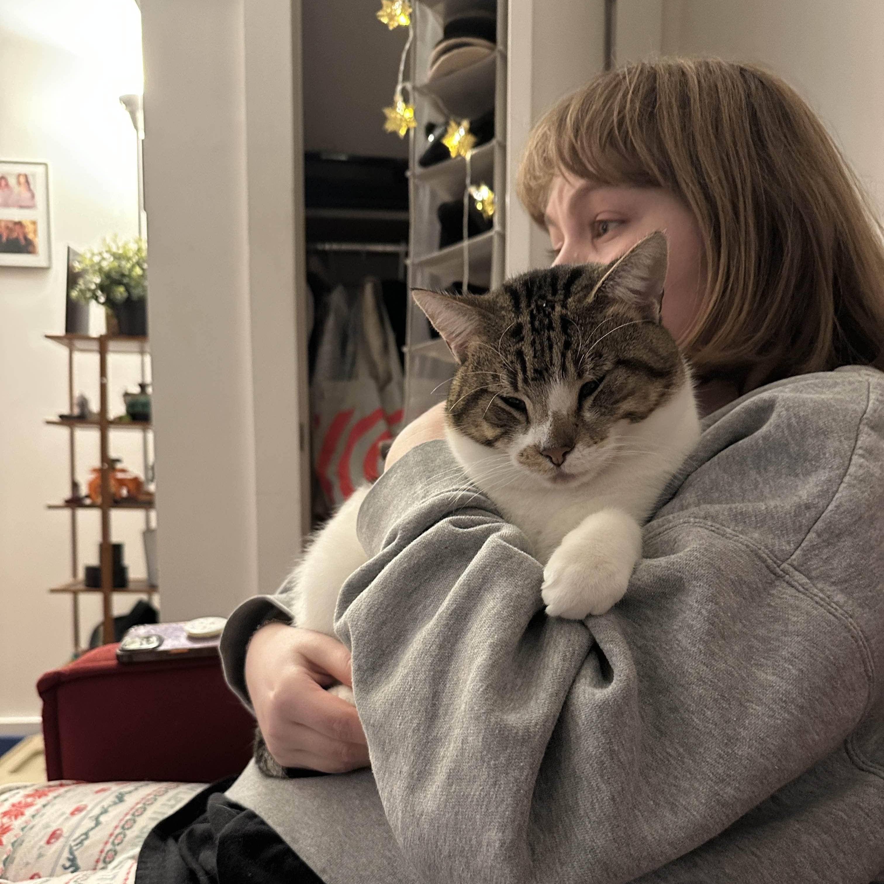 Enlarge Teeny, a ADOPTABLE Domestic Short Hair in Brooklyn, NY image 5/6