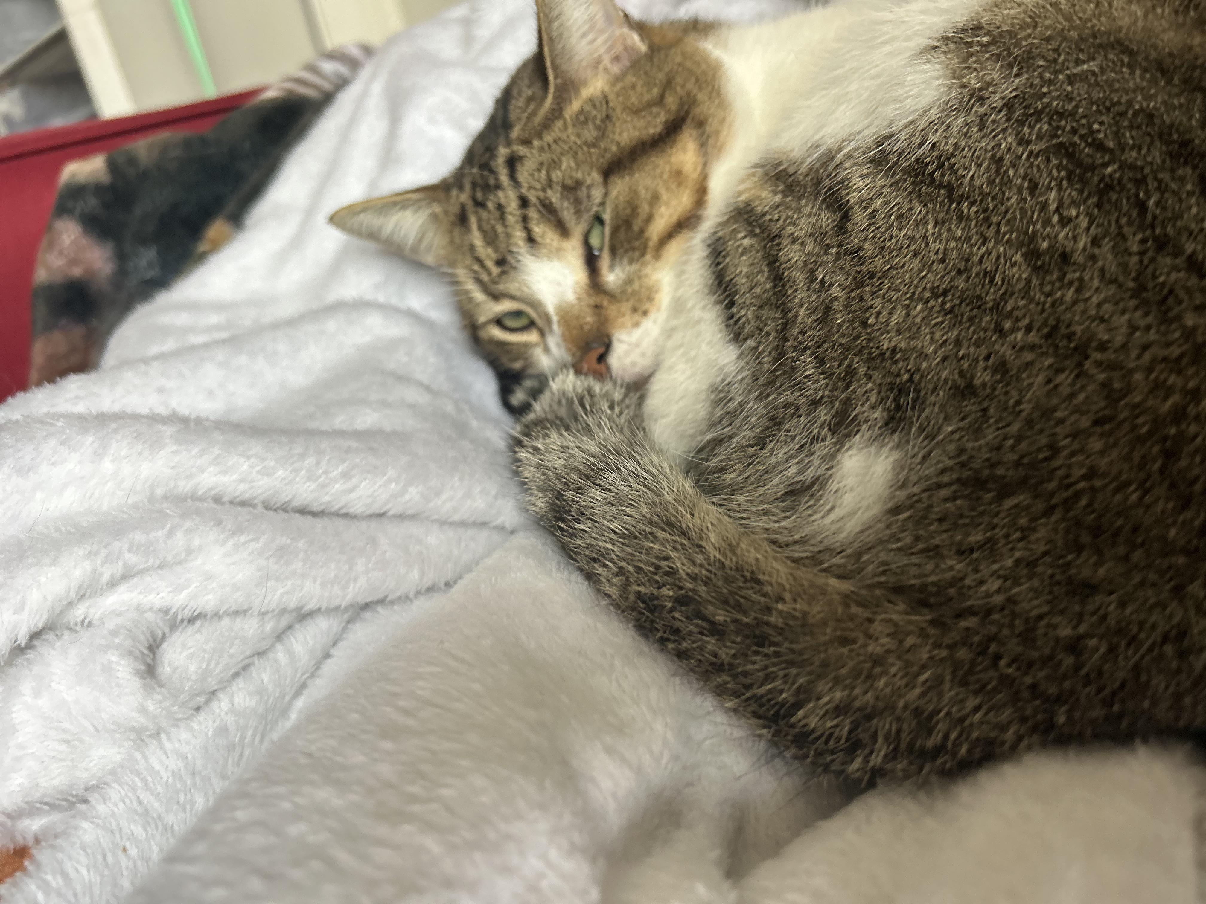 Enlarge Teeny, a ADOPTABLE Domestic Short Hair in Brooklyn, NY image 6/6