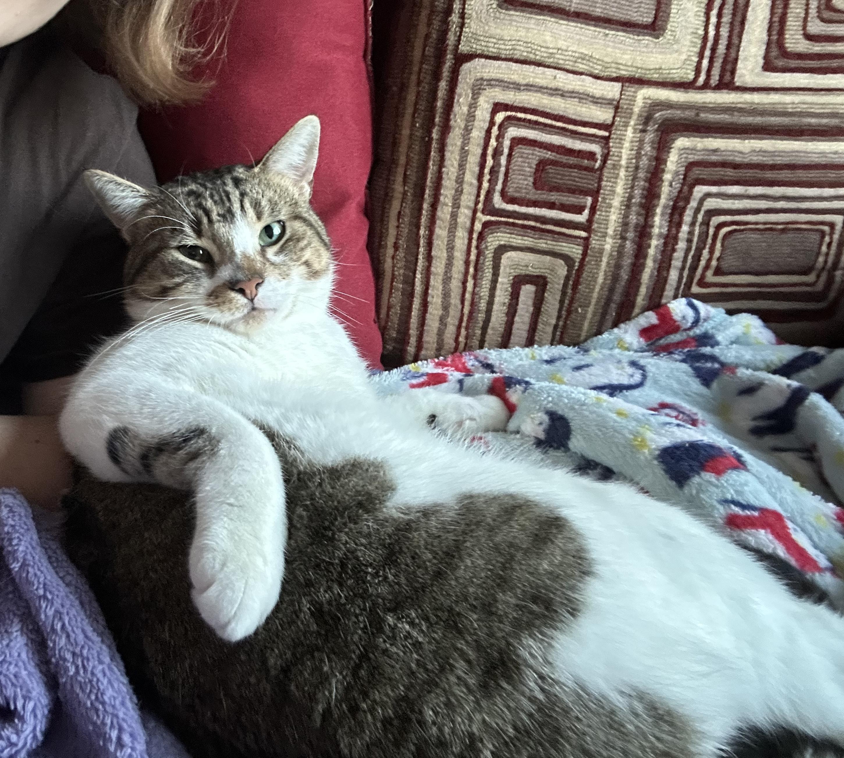 Enlarge Teeny, a ADOPTABLE Domestic Short Hair in Brooklyn, NY image 2/6