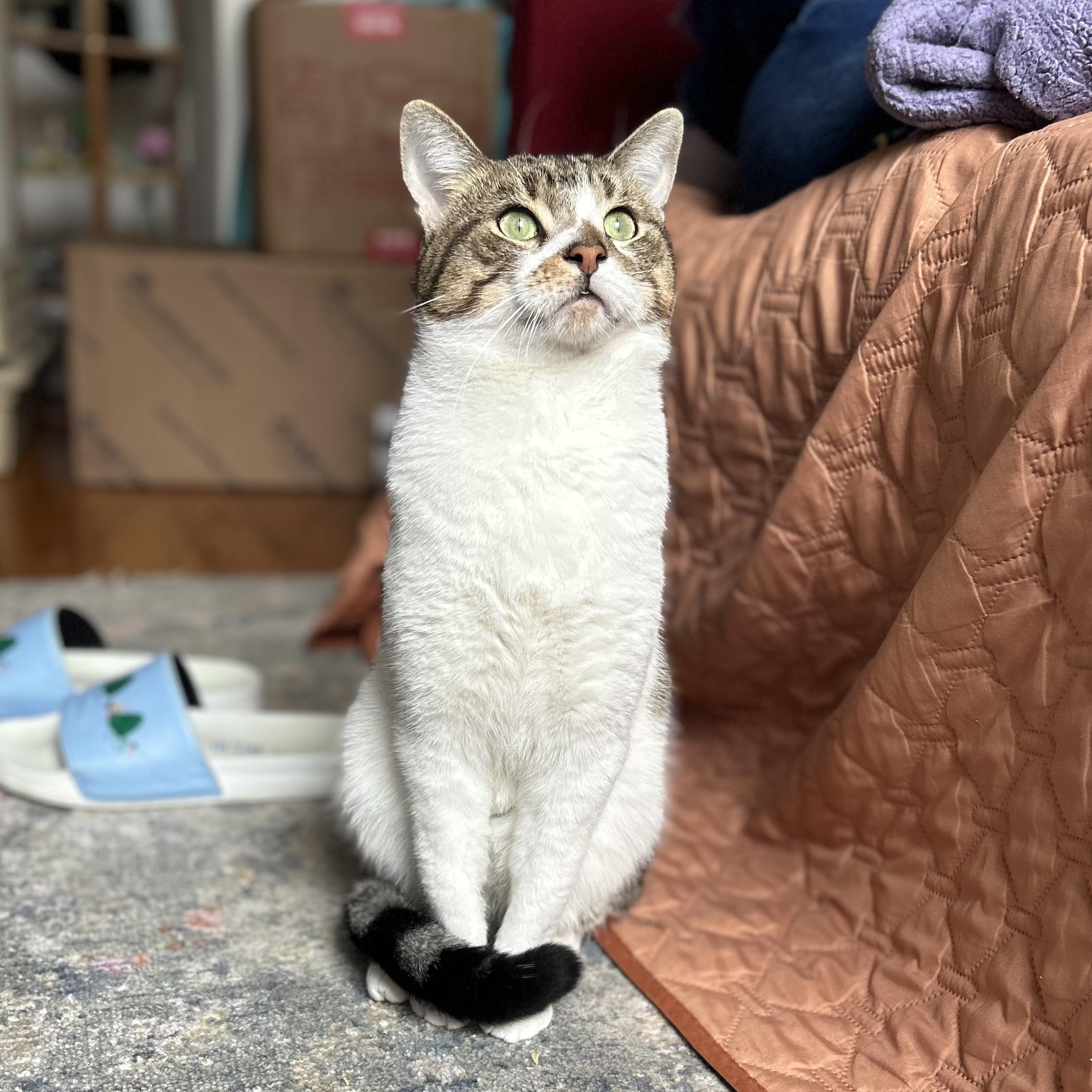 Enlarge Teeny, a ADOPTABLE Domestic Short Hair in Brooklyn, NY image 4/6