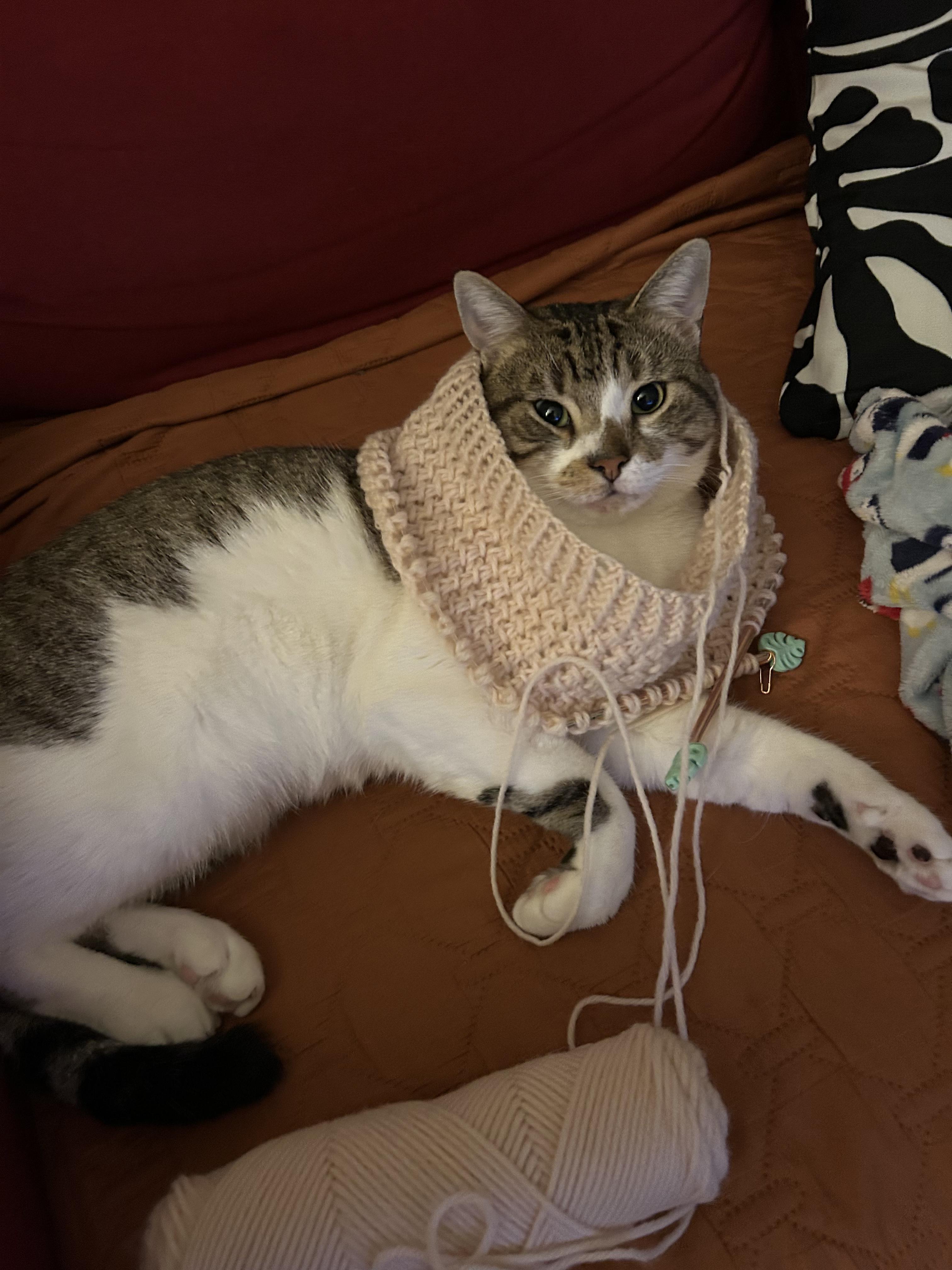 Enlarge Teeny, a ADOPTABLE Domestic Short Hair in Brooklyn, NY image 3/6