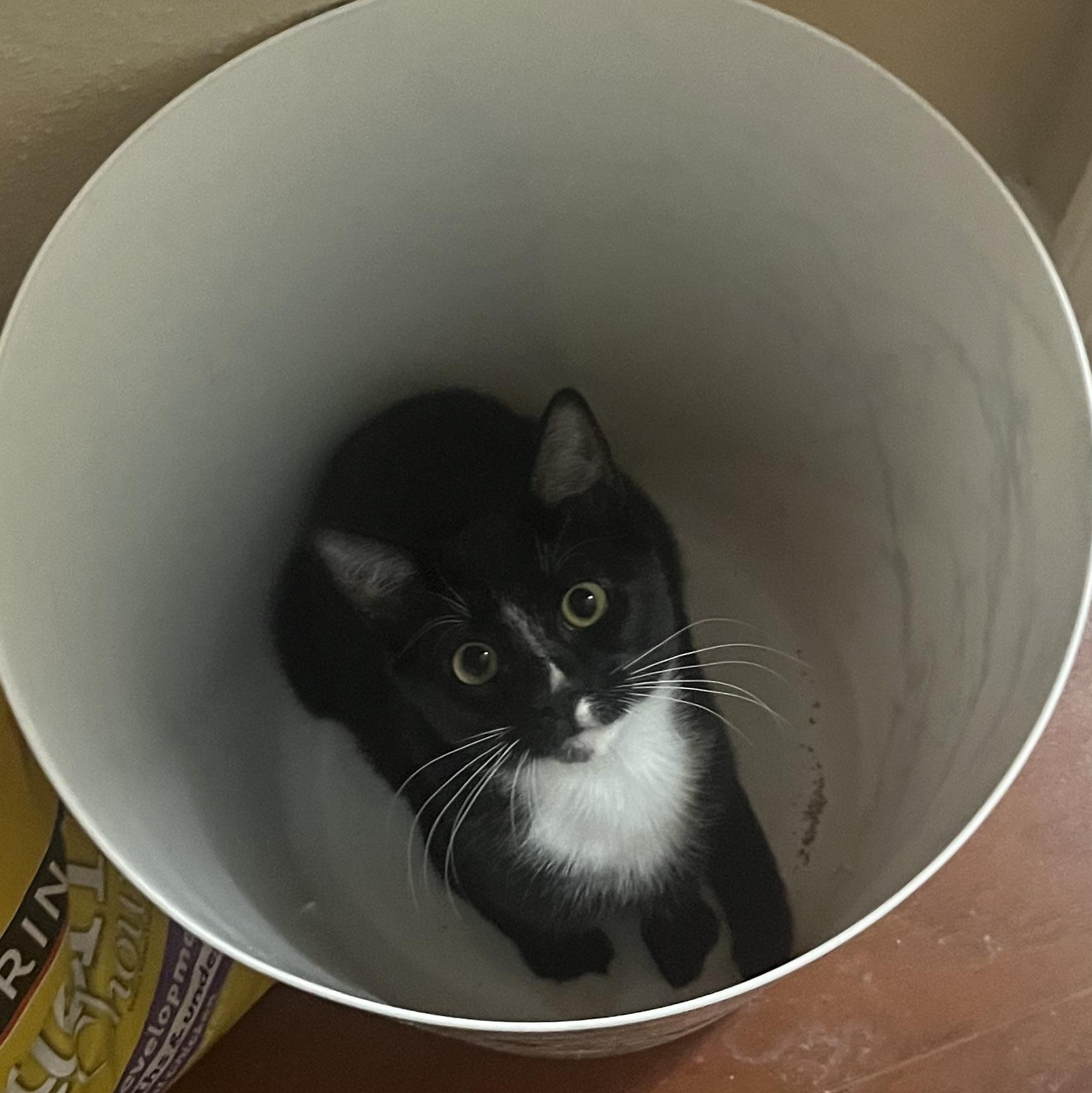 Scarlet, ADOPTABLE, Kitten Female American Shorthair.