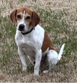 Duke, Young Male Beagle