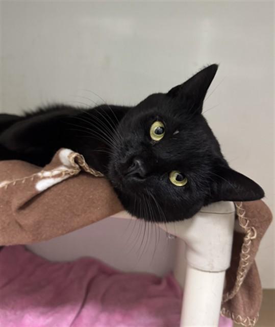 TERRANCE, Adoptable, Young Male Domestic Short Hair.