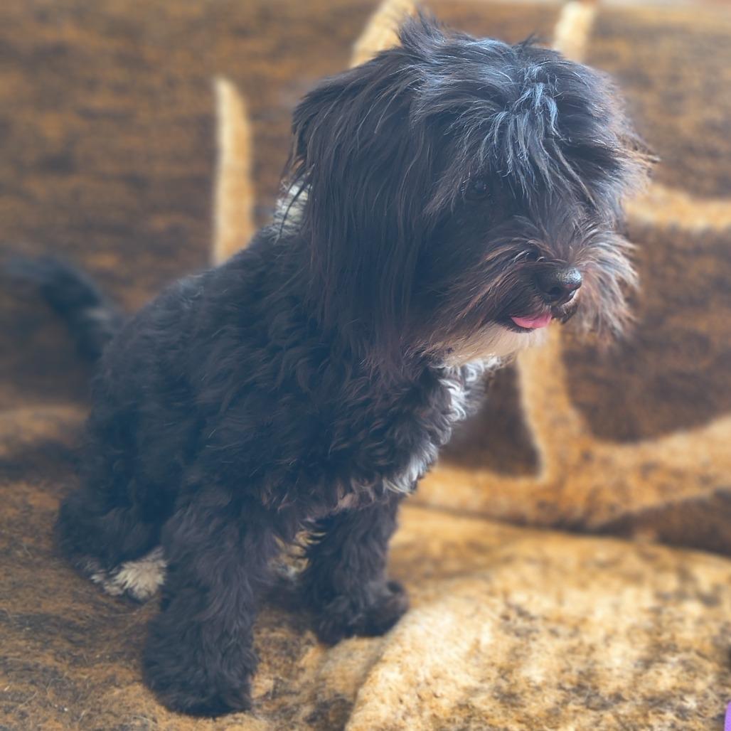 Scooby-Dee, Adoptable, Adult Female Shih Tzu.