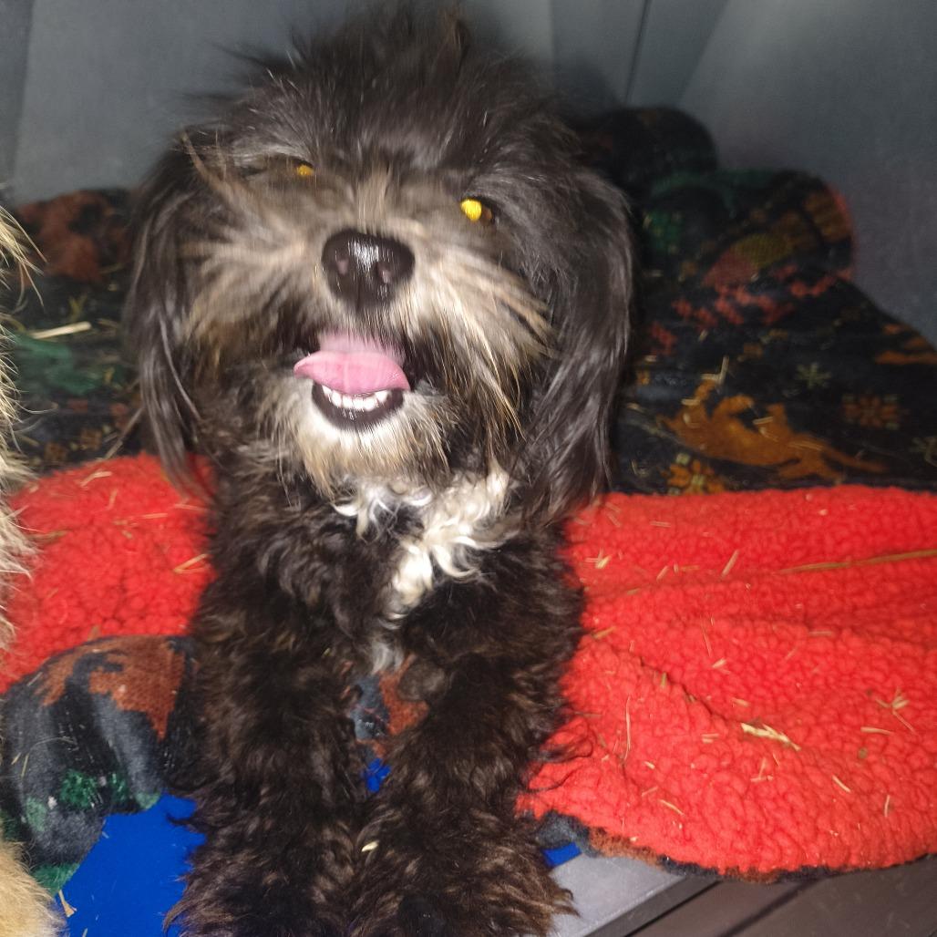 Scooby-Dee, a Adoptable Shih Tzu in Othello, WA image 2/4