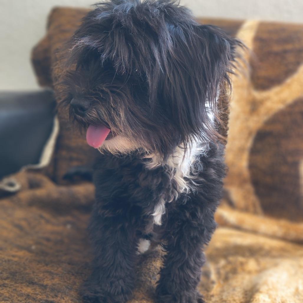 Scooby-Dee, a Adoptable Shih Tzu in Othello, WA image 3/4