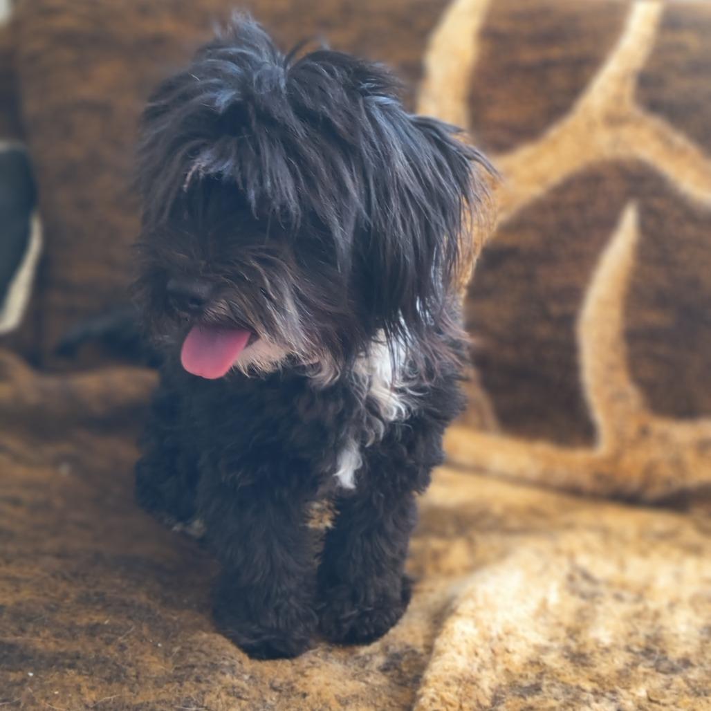 Scooby-Dee, a Adoptable Shih Tzu in Othello, WA image 4/4