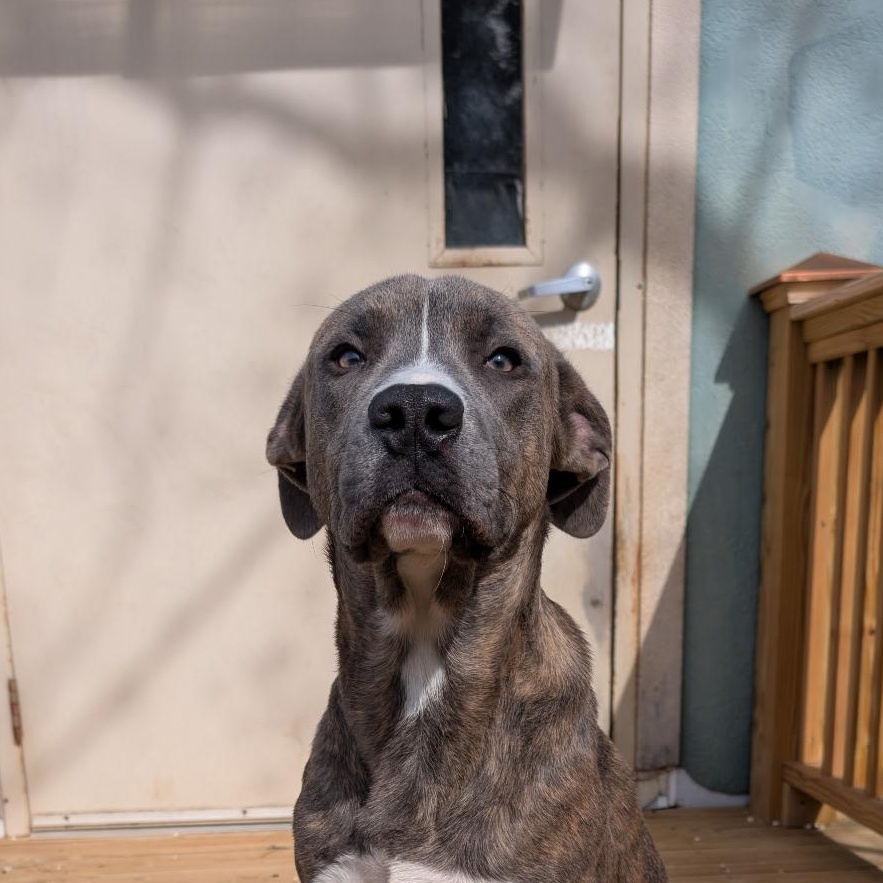 Marcel, a ADOPTABLE mixed breed in Fairhope, AL image 1/3