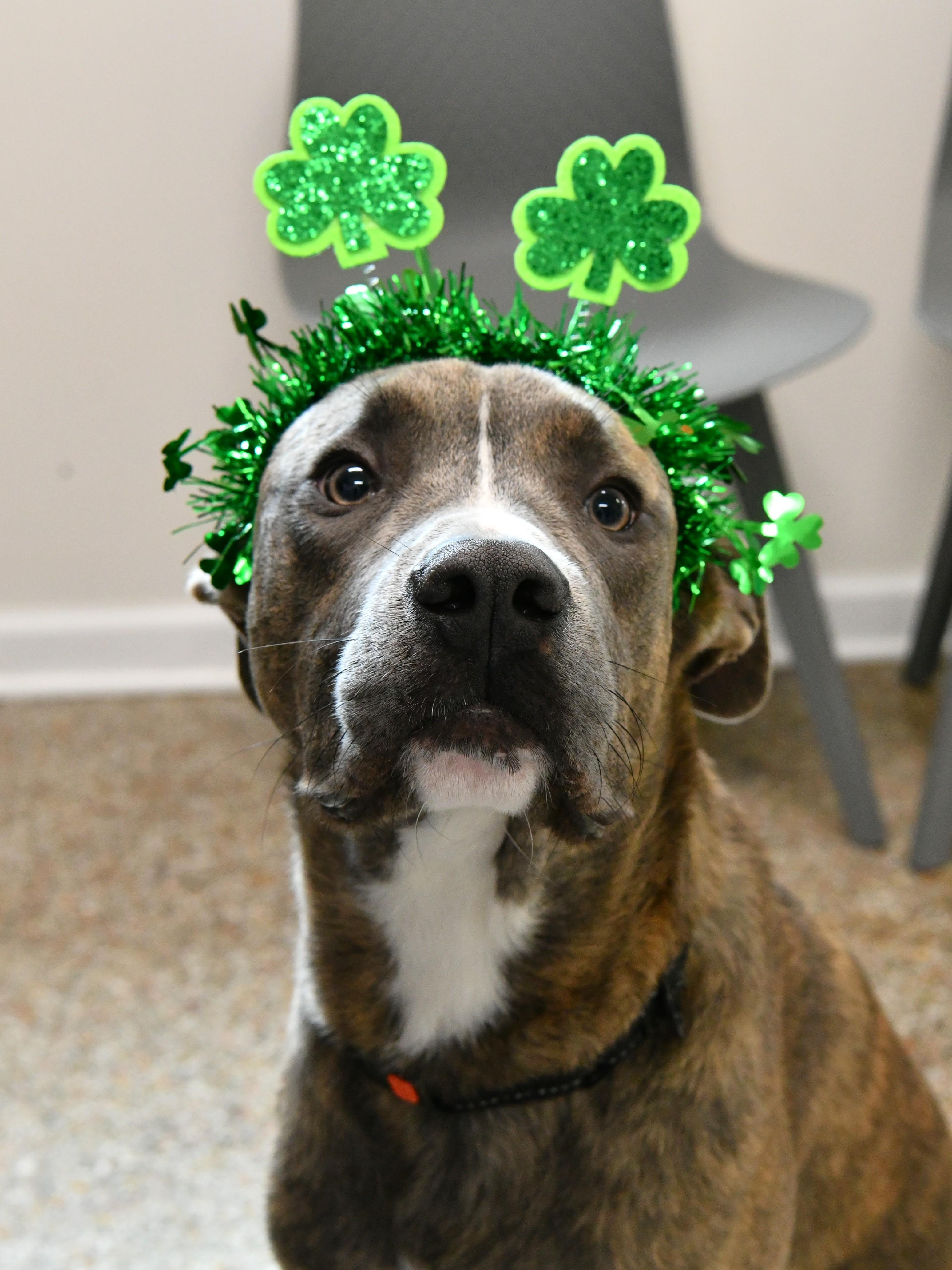 Enlarge Marcel, an adoptable mixed breed in Fairhope, AL image 1/5