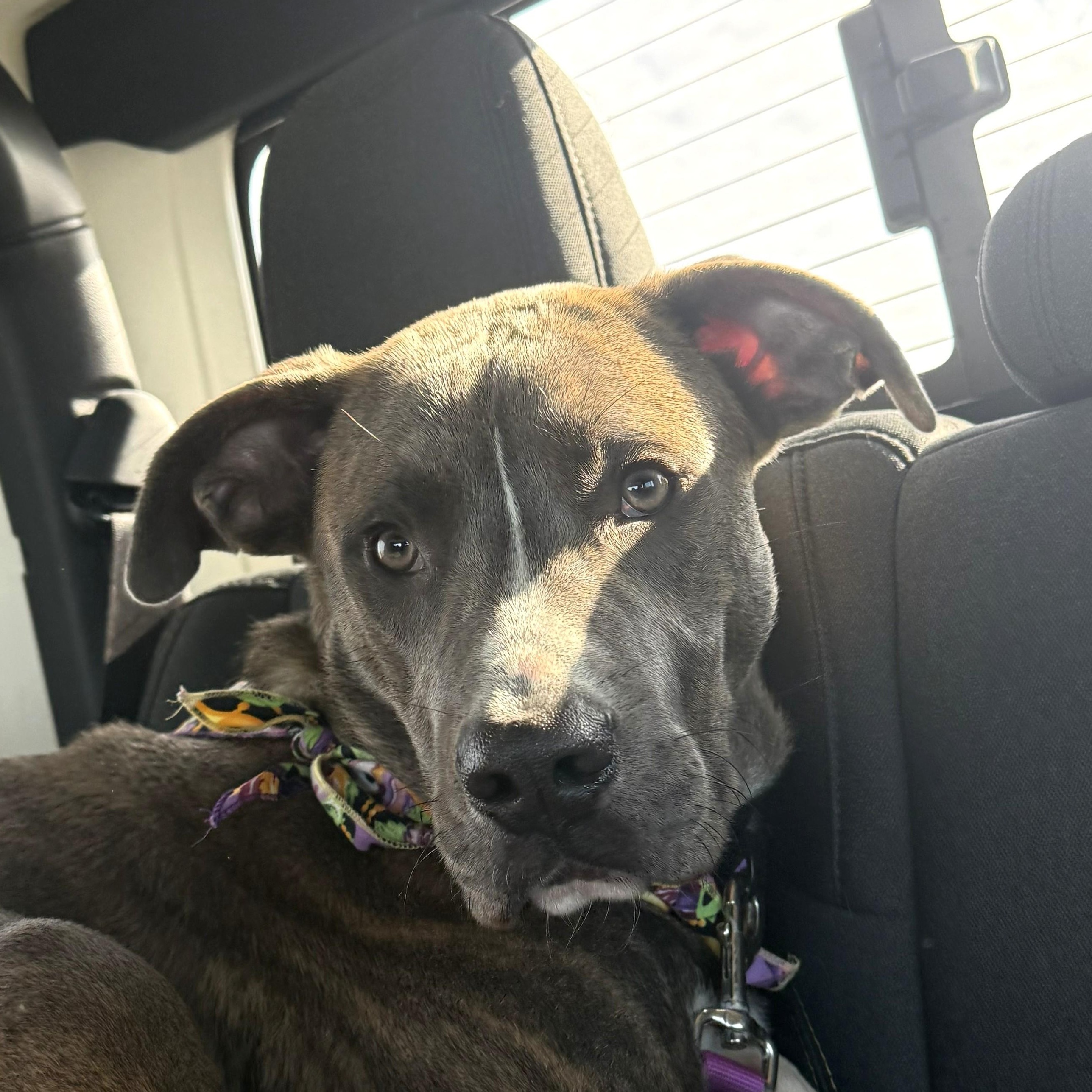 Enlarge Marcel, an adoptable mixed breed in Fairhope, AL image 2/5