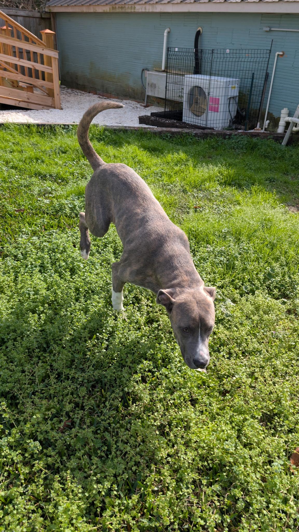 Marcel, a ADOPTABLE mixed breed in Fairhope, AL image 2/3