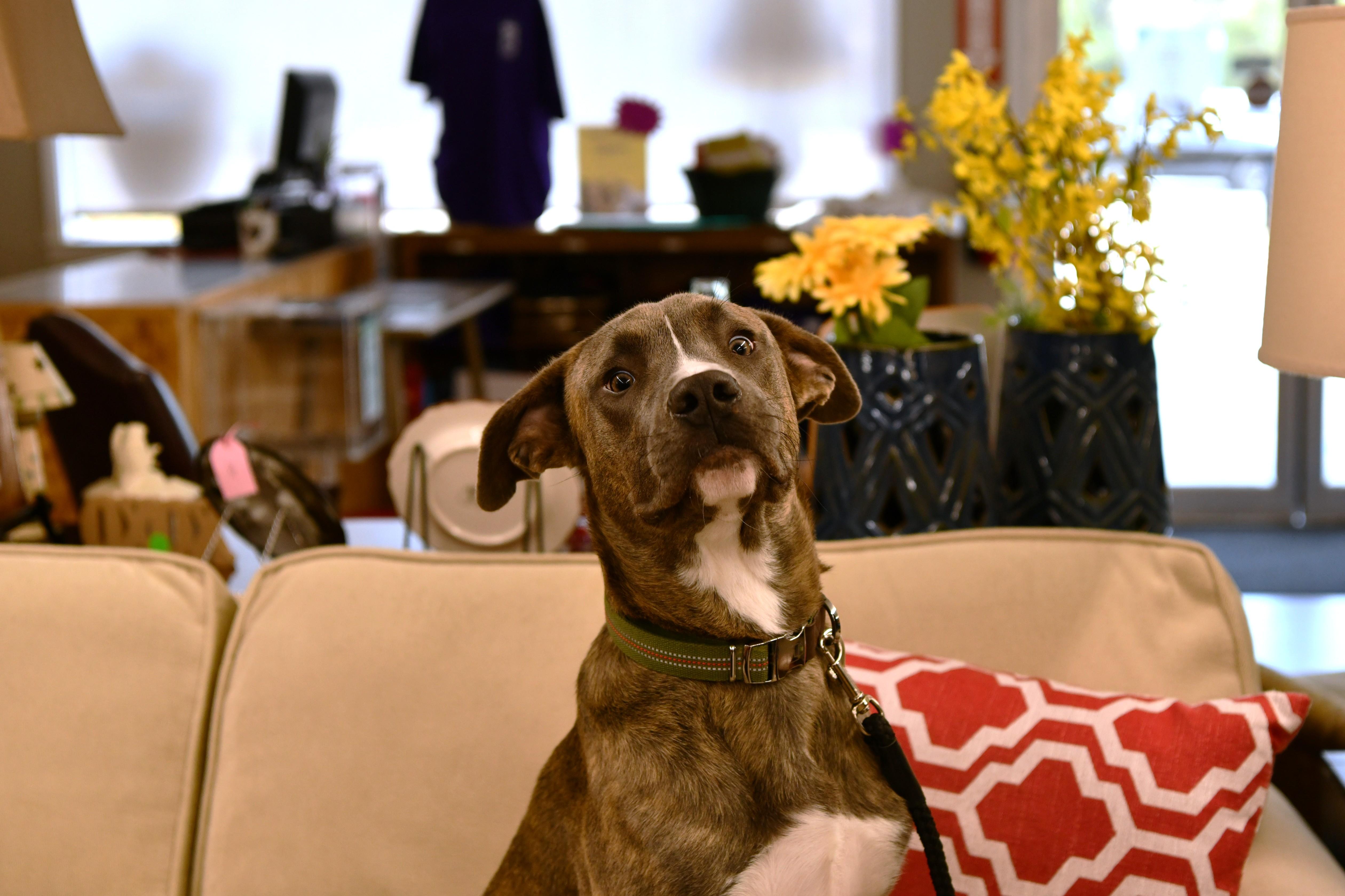 Enlarge Marcel, a ADOPTABLE mixed breed in Fairhope, AL image 1/5