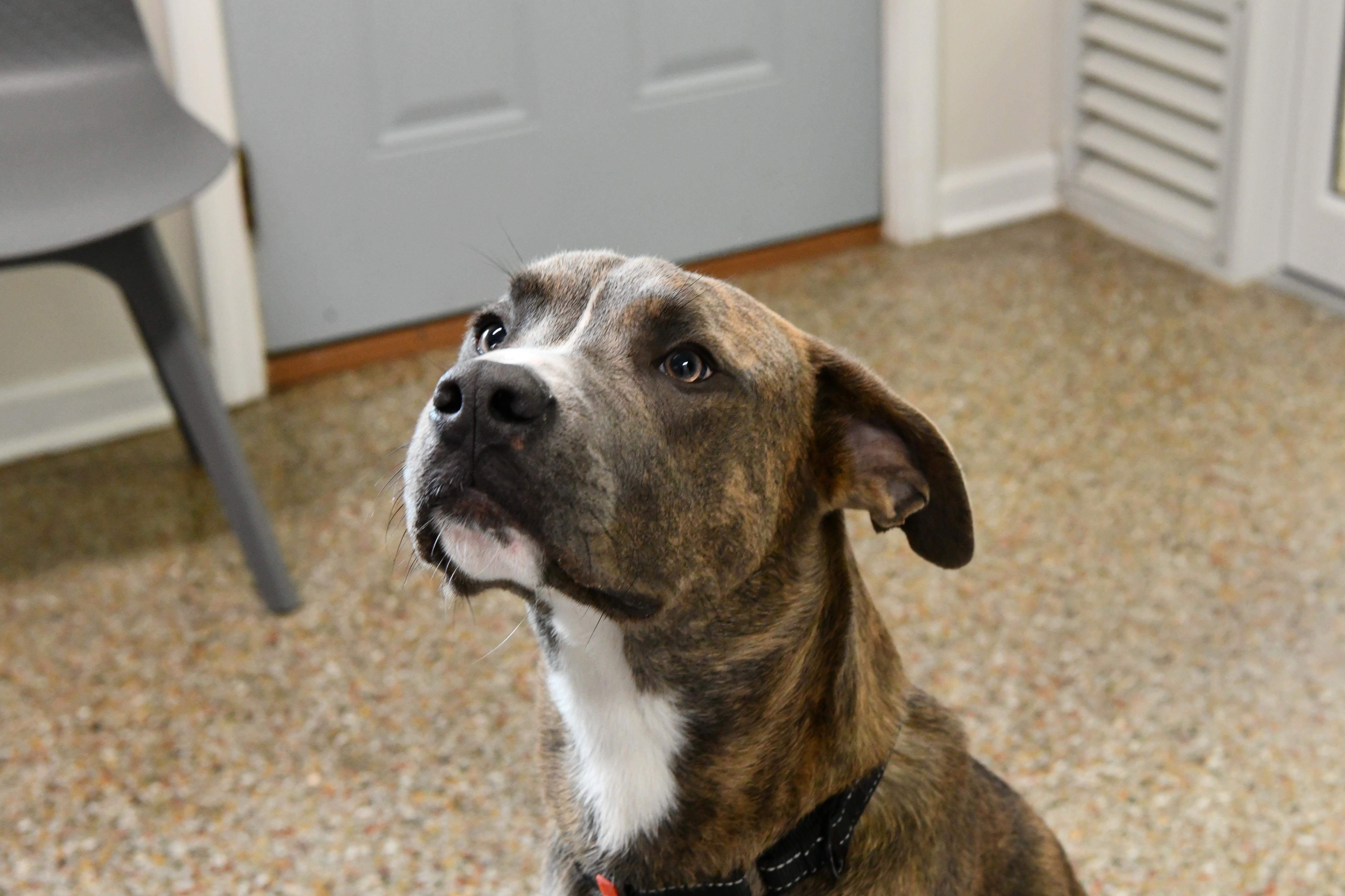 Enlarge Marcel, an adoptable mixed breed in Fairhope, AL image 4/5