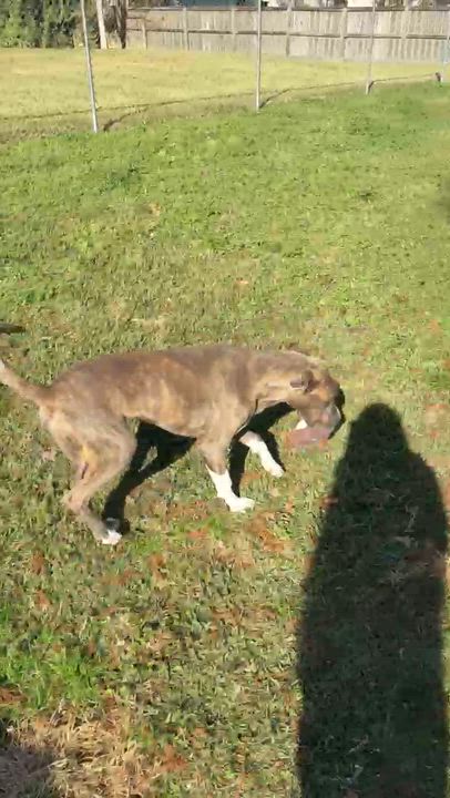 Enlarge Marcel, a ADOPTABLE mixed breed in Fairhope, AL video 5/5