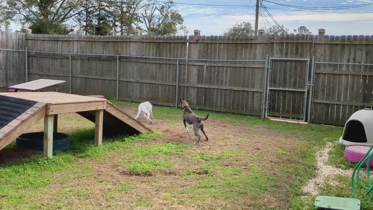 Enlarge Marcel, a ADOPTABLE mixed breed in Fairhope, AL video 2/5