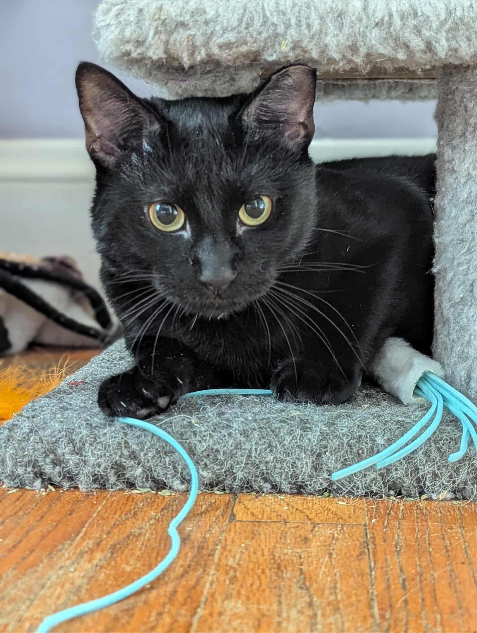 Enlarge Jasper, a Adoptable Domestic Short Hair in Roslindale, MA image 1/4