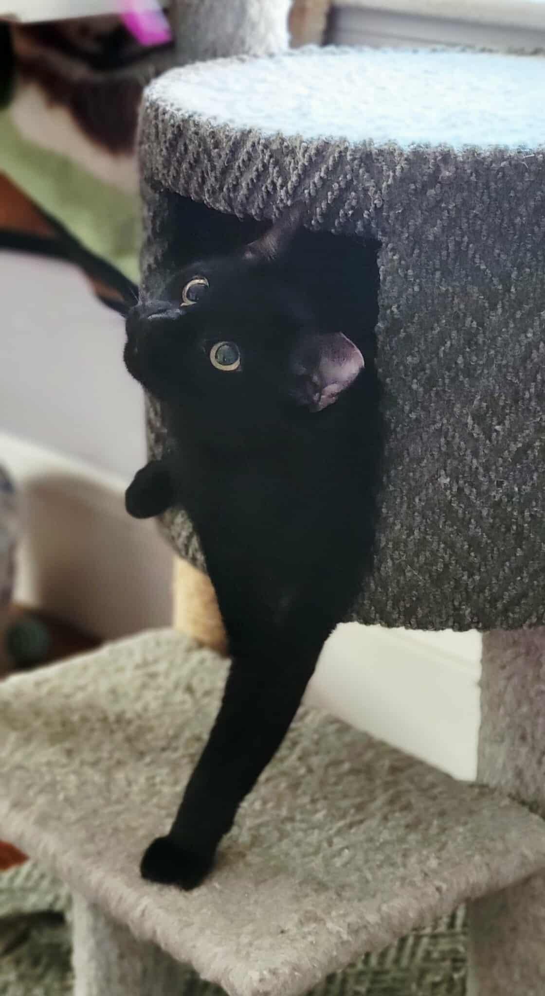 Enlarge Jasper, a Adoptable Domestic Short Hair in Roslindale, MA image 2/4