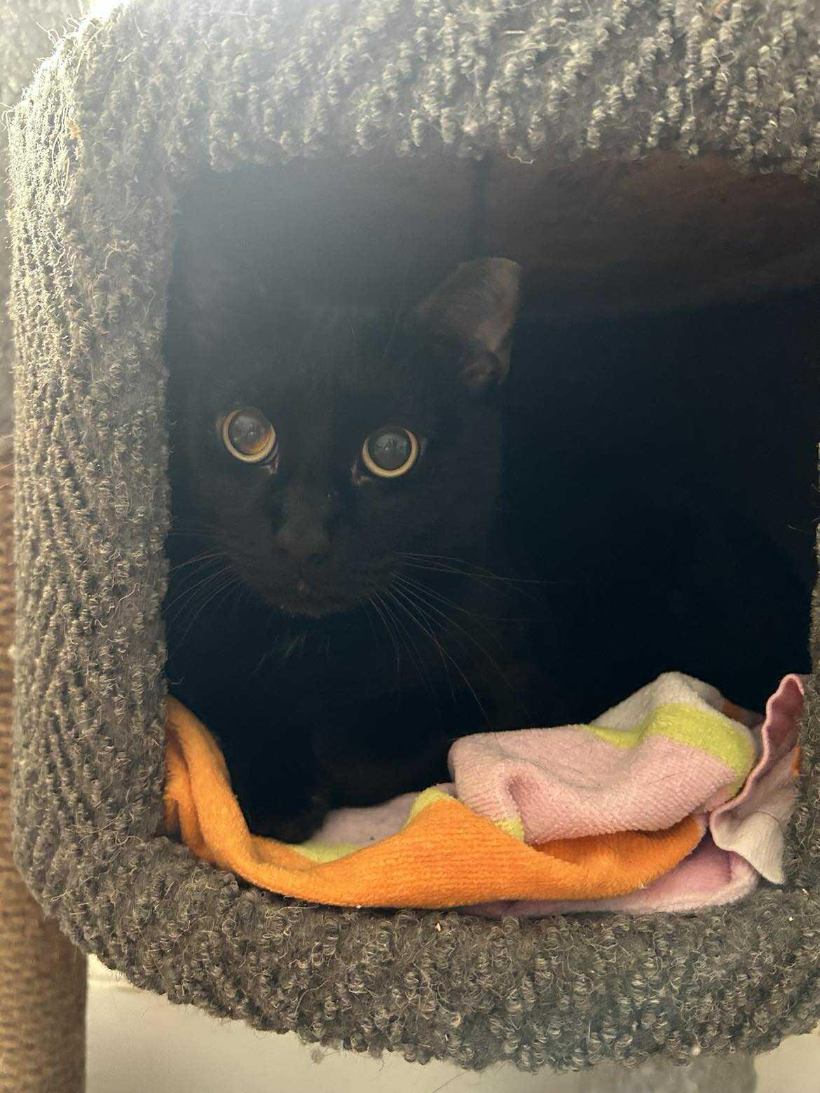 Enlarge Jasper, a Adoptable Domestic Short Hair in Roslindale, MA image 3/4