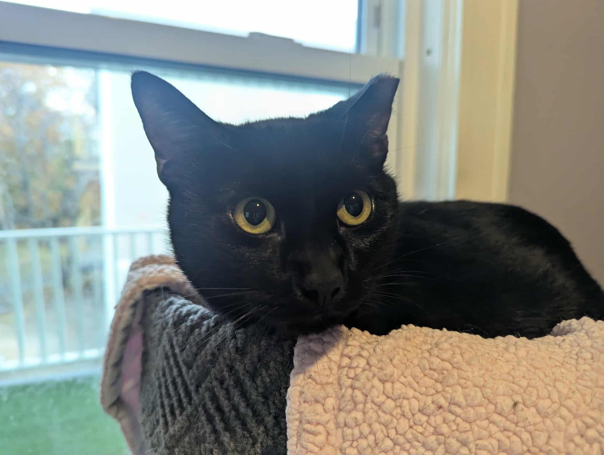 Enlarge Jasper, a Adoptable Domestic Short Hair in Roslindale, MA image 4/4