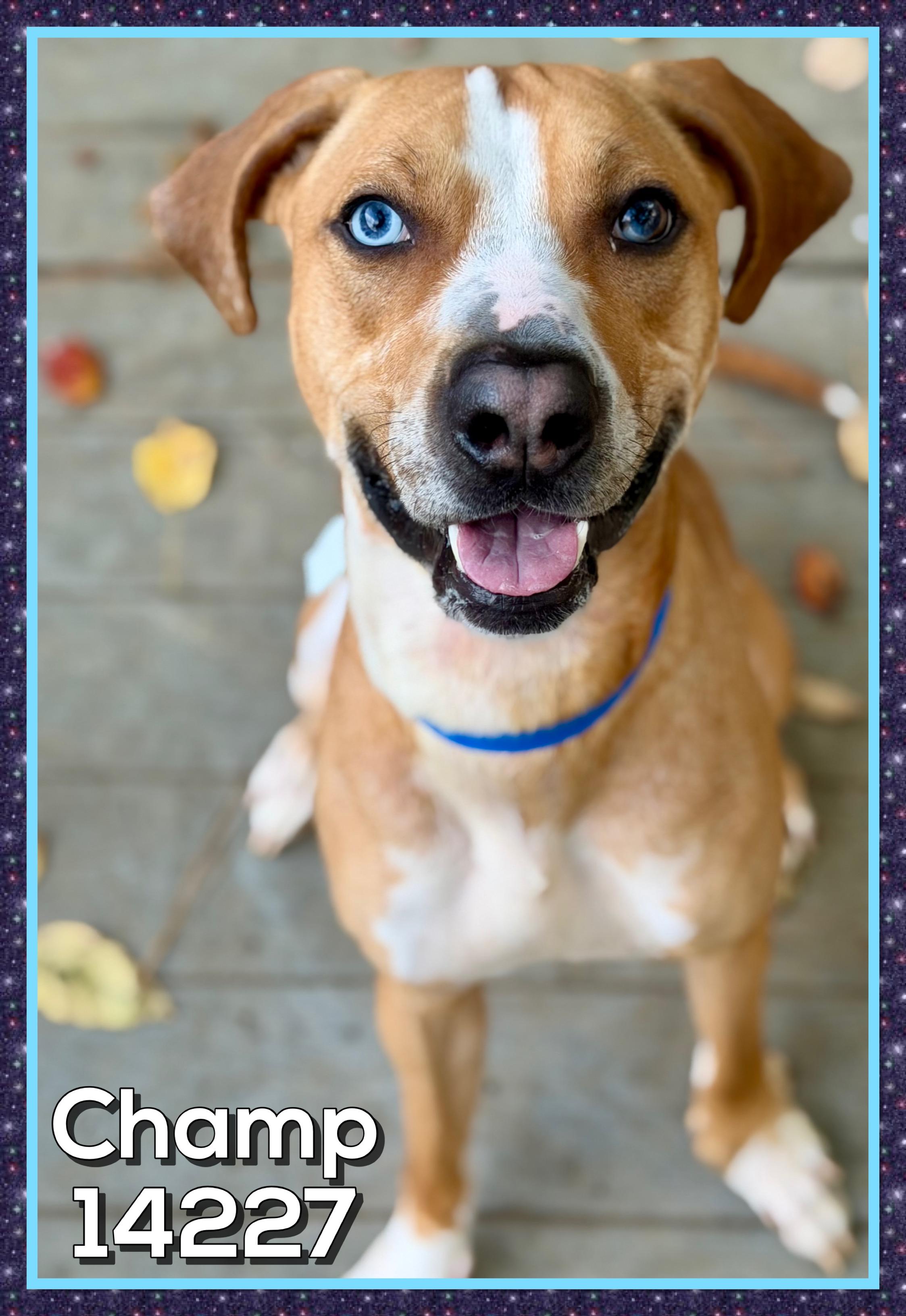 CHAMP, a Adoptable mixed breed in Marietta, GA image 1/6