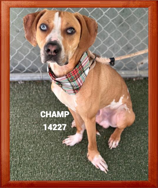 CHAMP, Adoptable, Adult Male Hound.