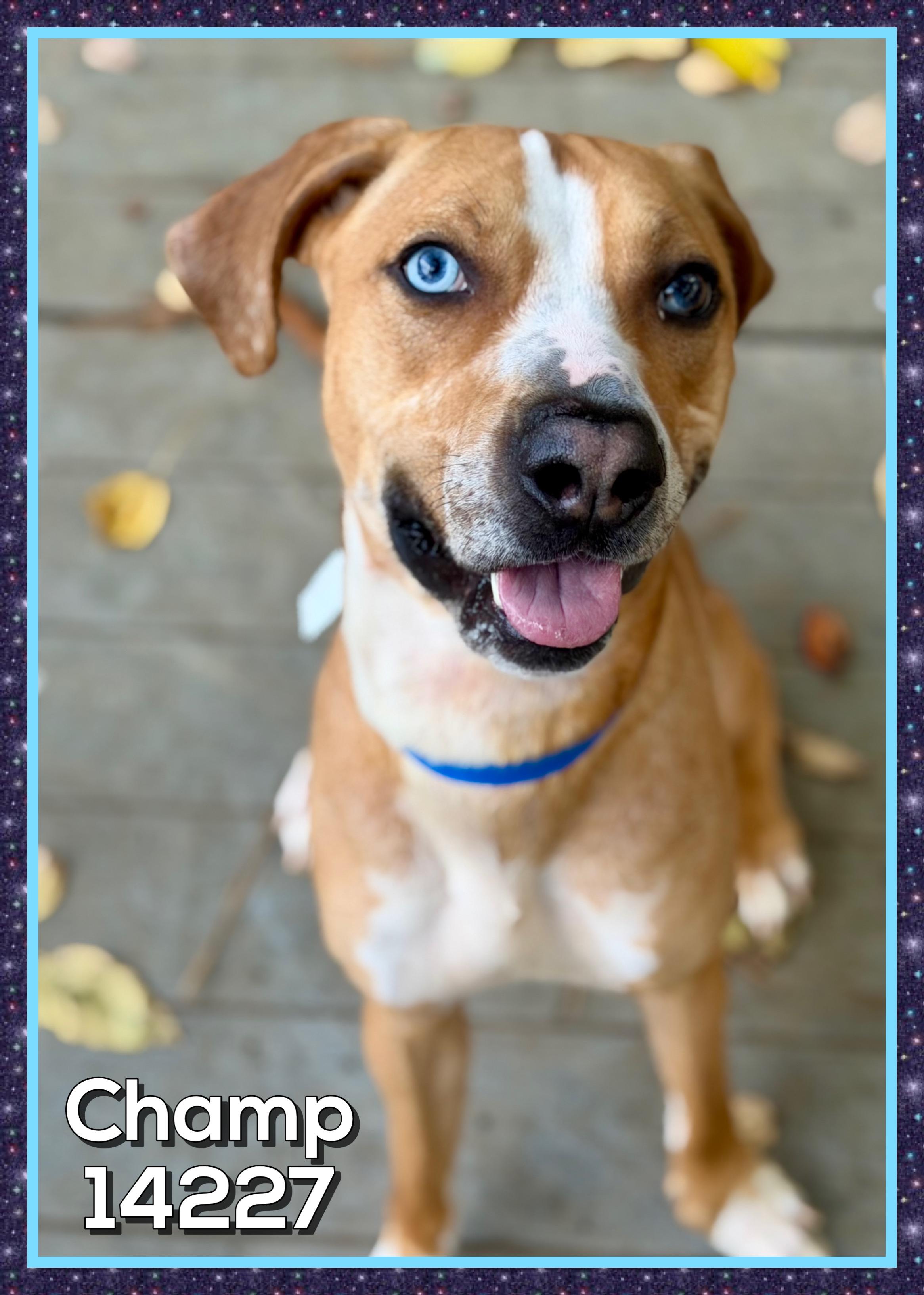CHAMP, a Adoptable mixed breed in Marietta, GA image 4/6
