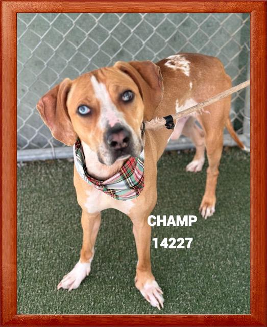 CHAMP, a Adoptable mixed breed in Marietta, GA image 5/6