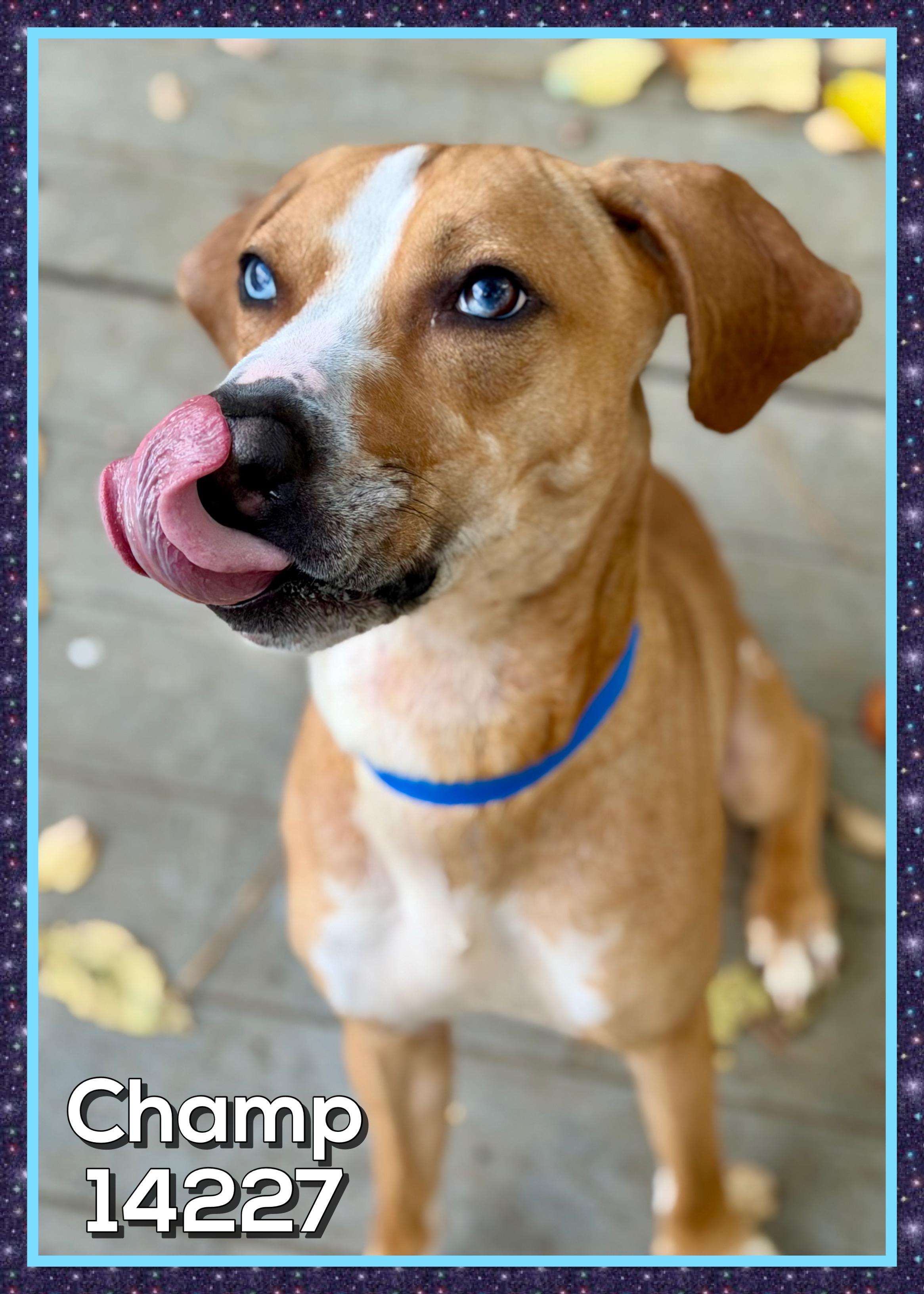 CHAMP, a Adoptable mixed breed in Marietta, GA image 2/6