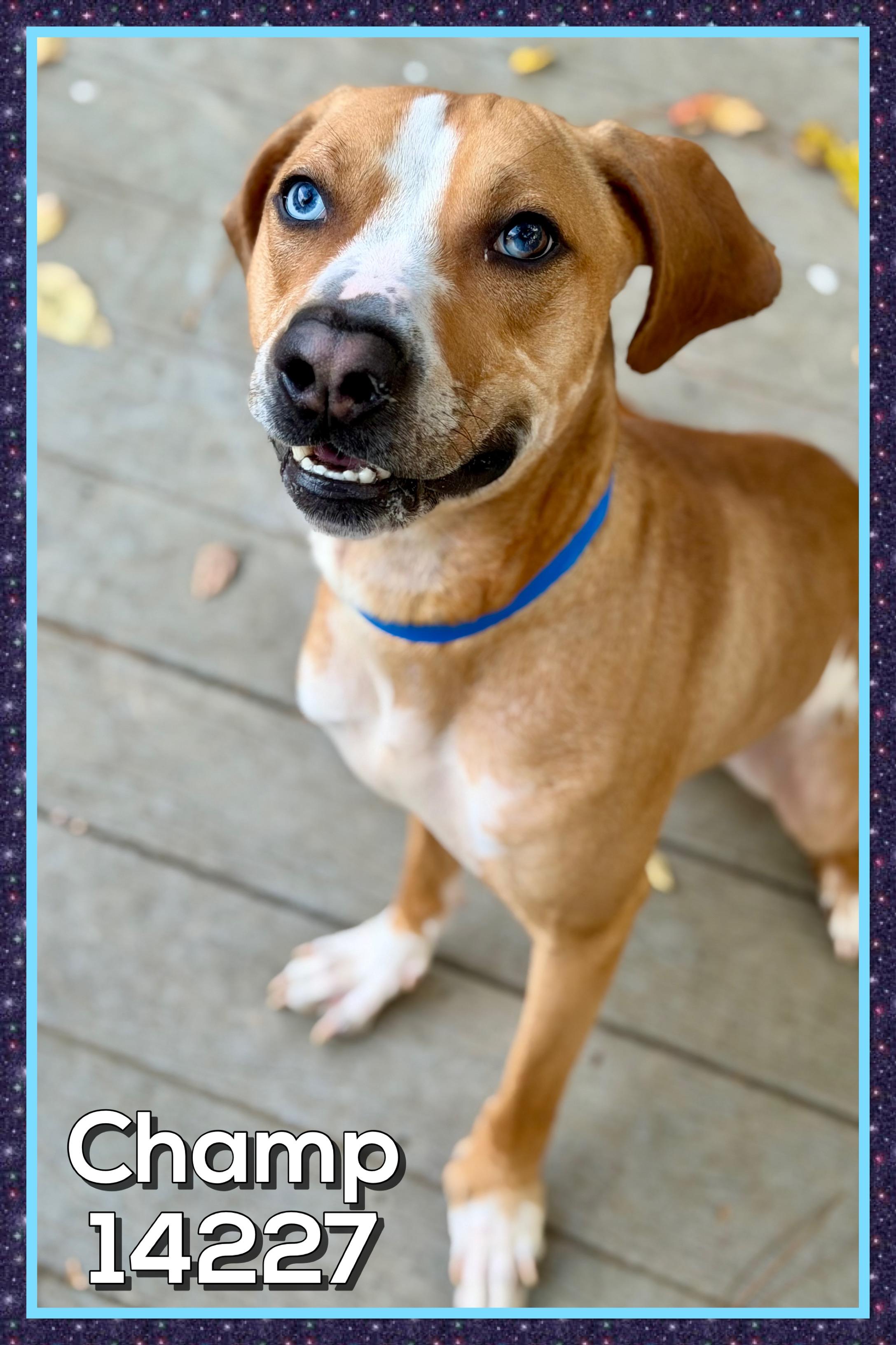 CHAMP, a Adoptable mixed breed in Marietta, GA image 6/6