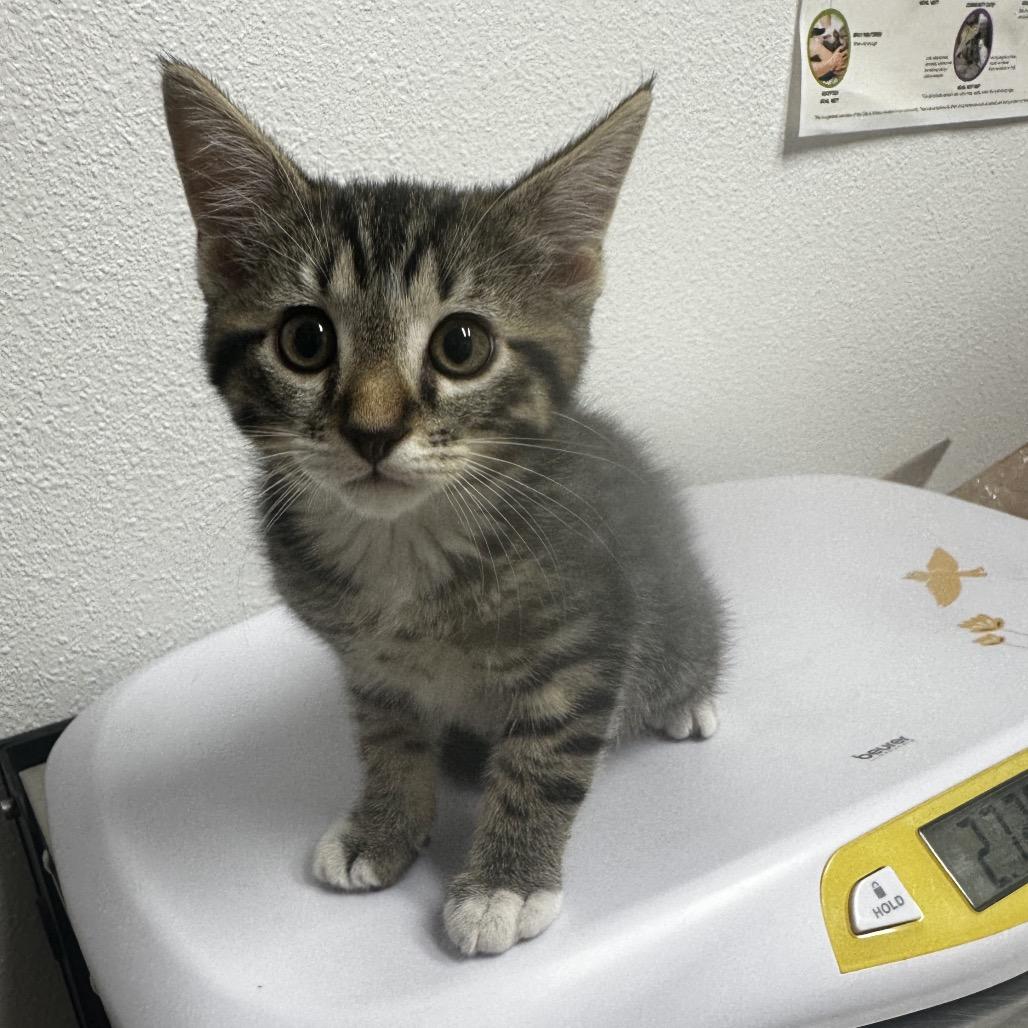 Gyro, Adoptable, Kitten Male Domestic Short Hair.