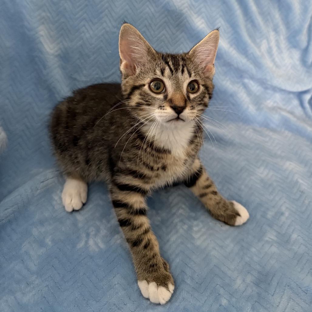 Gyro, a Adoptable Domestic Short Hair in Ashland, OR image 3/3