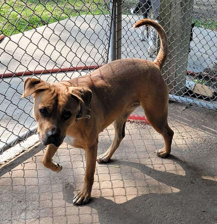 Hennessy , Adoptable, Adult Female Pit Bull Terrier.