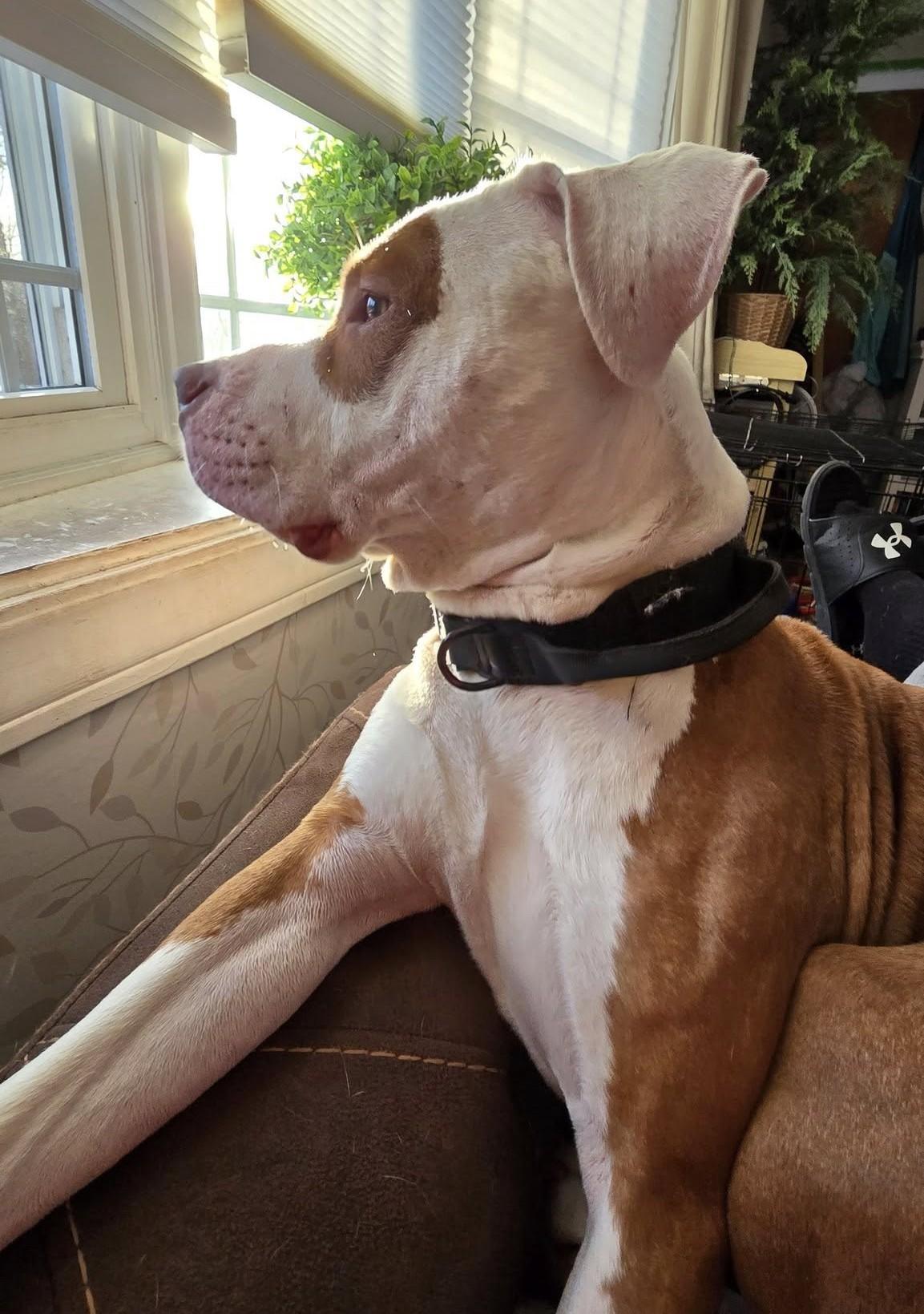 Enlarge Prince, a Adoptable Pit Bull Terrier in Pelham, NH image 2/5