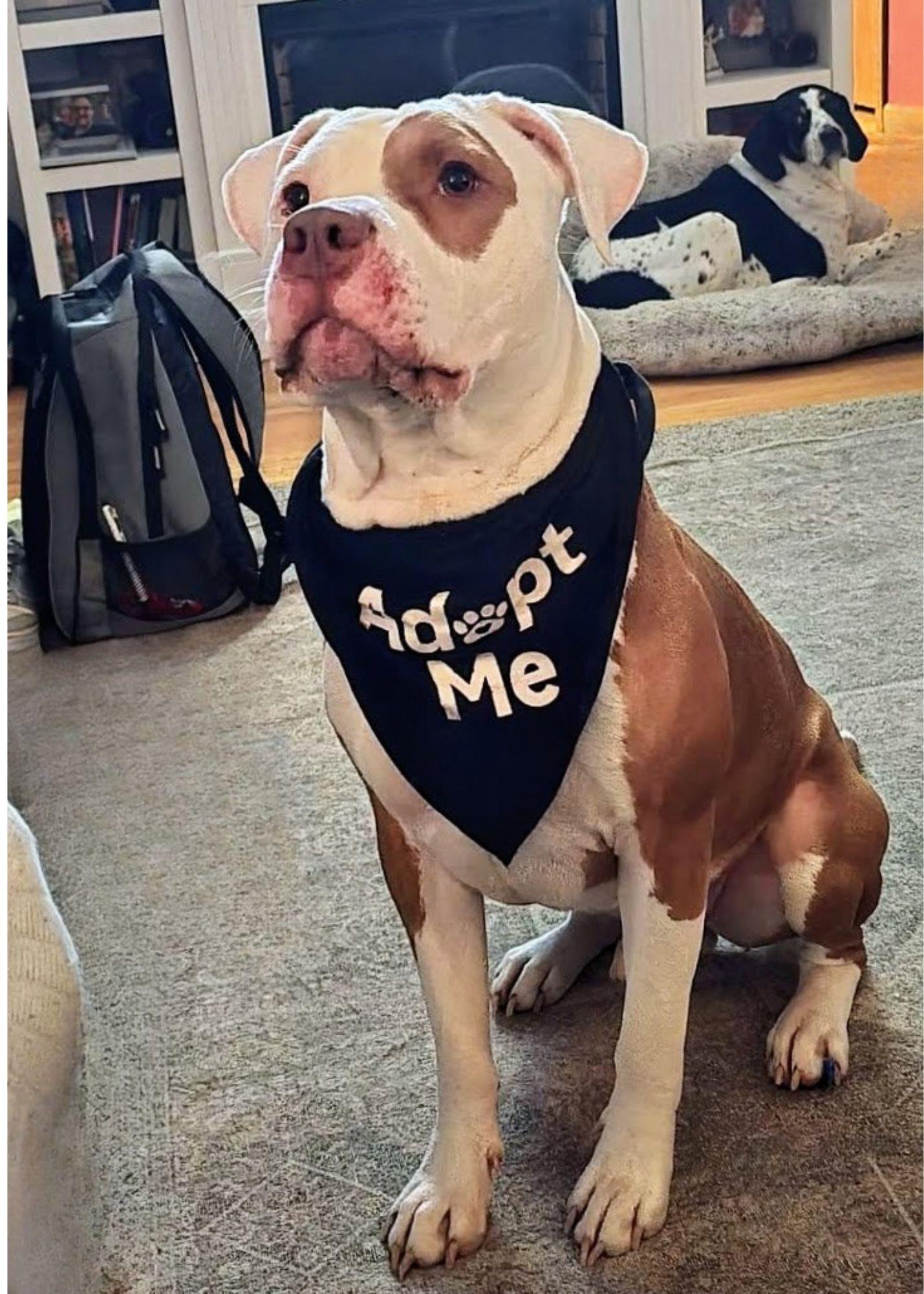 Enlarge Prince, a Adoptable Pit Bull Terrier in Pelham, NH image 3/5