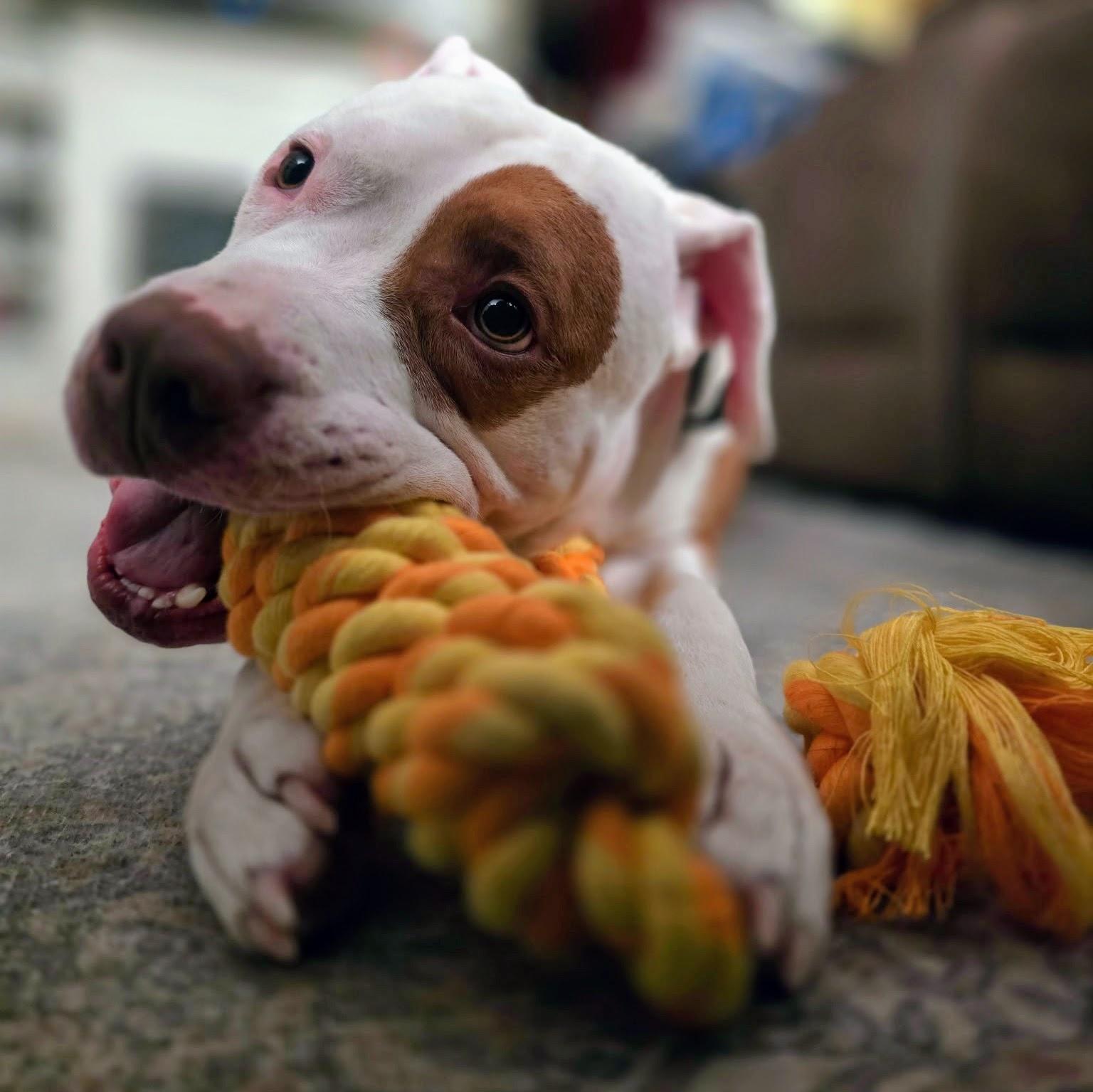 Prince, Adoptable, Adult Male Pit Bull Terrier.