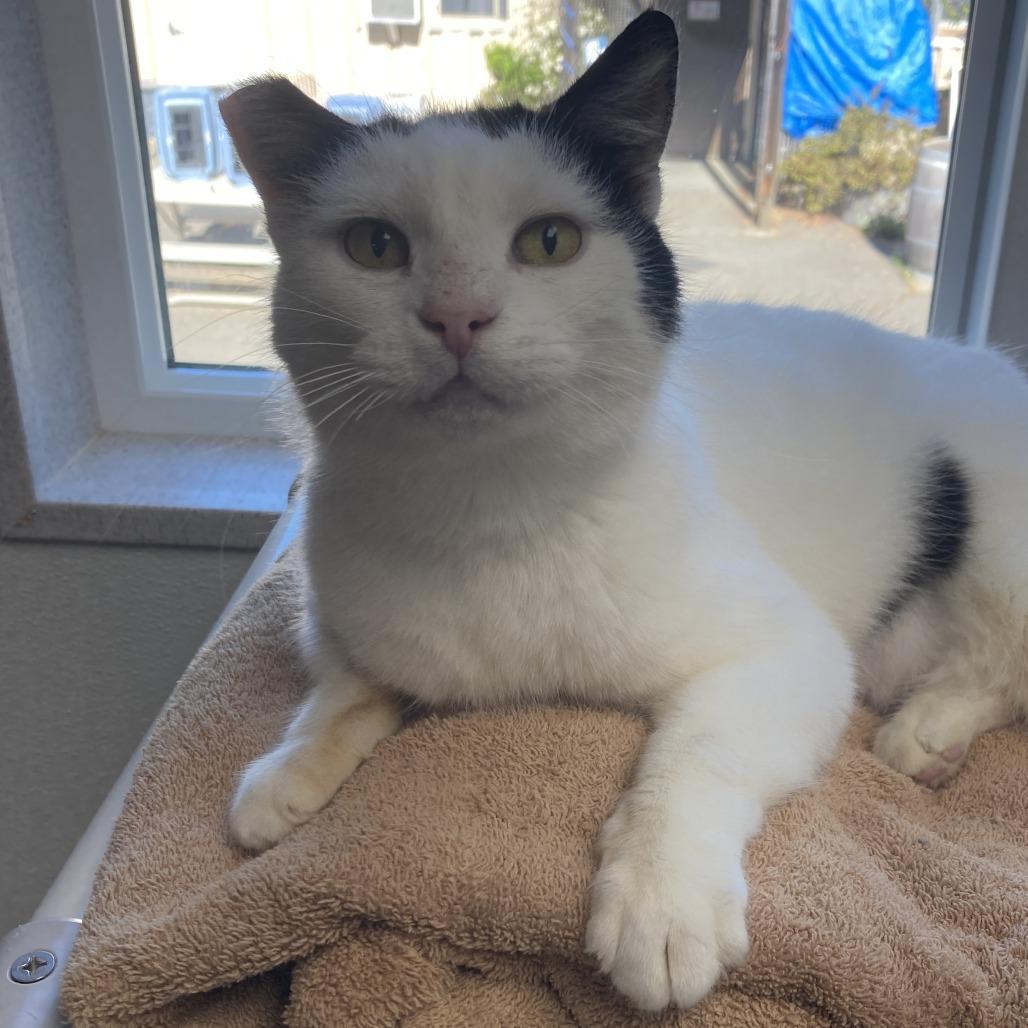 Ms. Crumbles, Adoptable, Adult Female Domestic Short Hair.