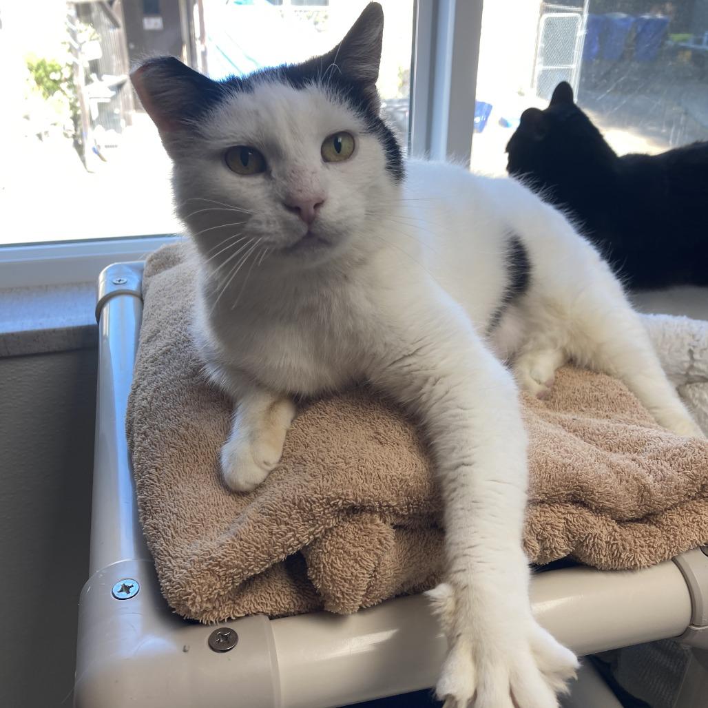 Enlarge Ms. Crumbles, a Adoptable Domestic Short Hair in St. Helena, CA image 2/2