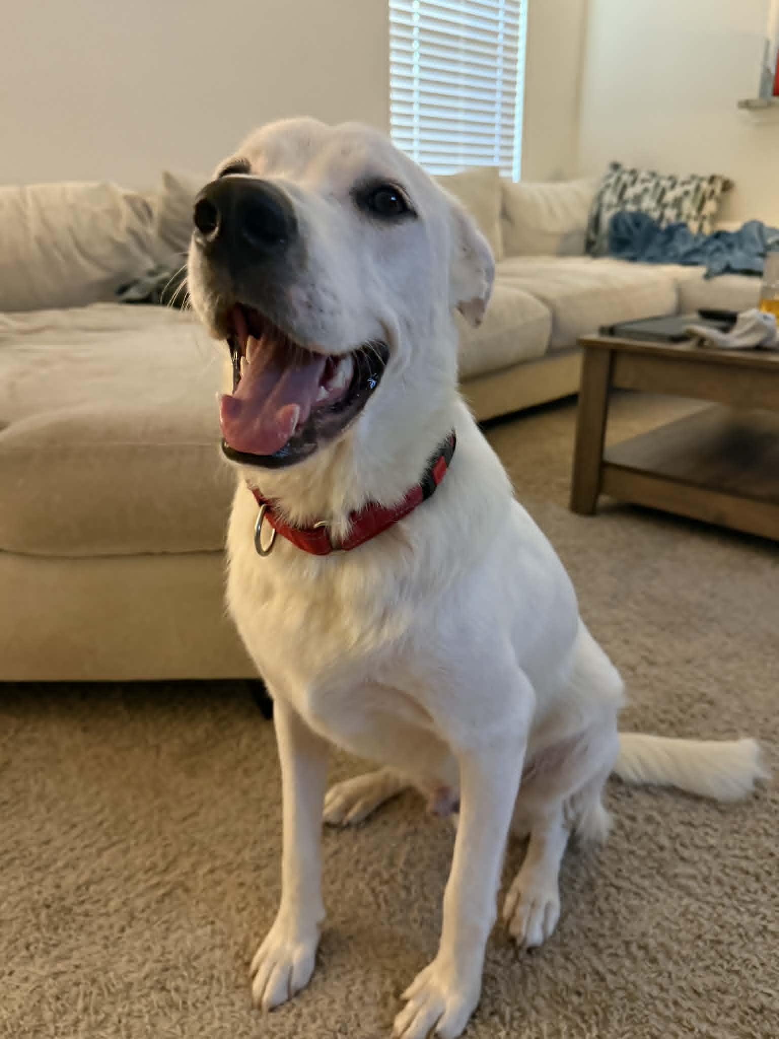 Enlarge Gus, a ADOPTABLE mixed breed in Houston, TX image 3/4