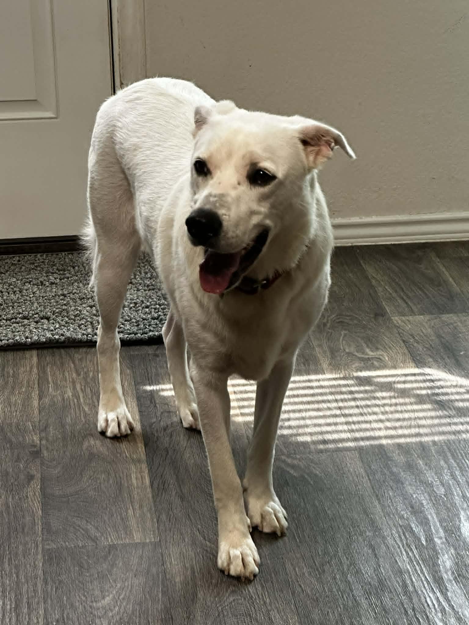 Enlarge Gus, a ADOPTABLE mixed breed in Houston, TX image 4/4