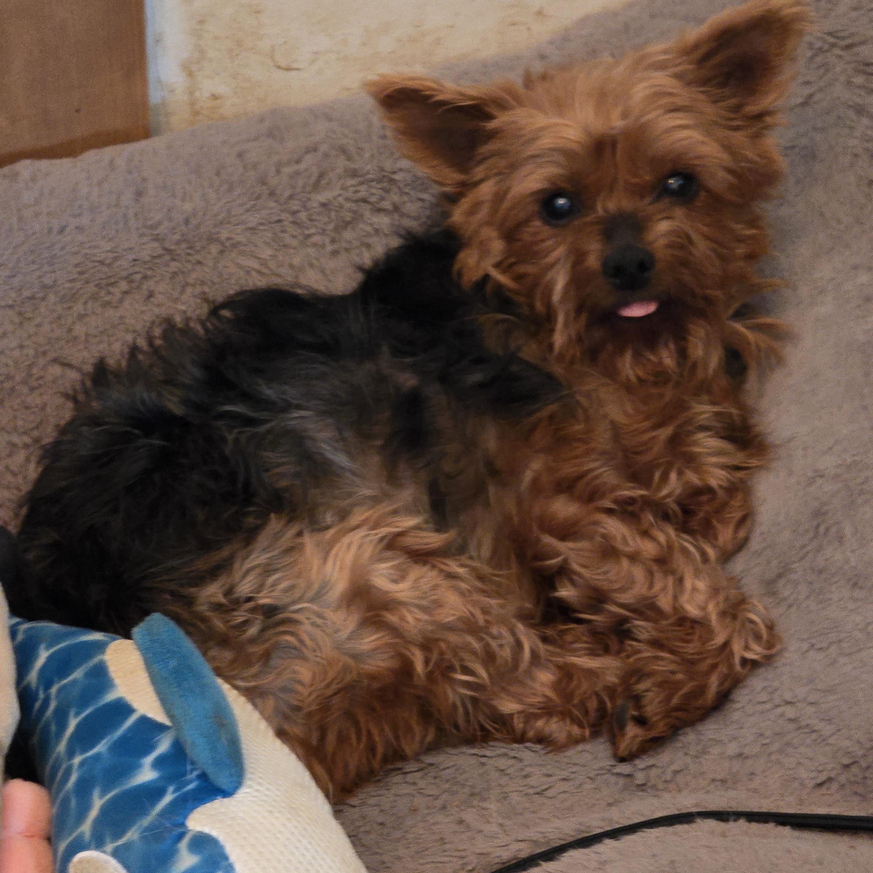 Millie, a ADOPTABLE Yorkshire Terrier in Zaleski, OH image 1/2