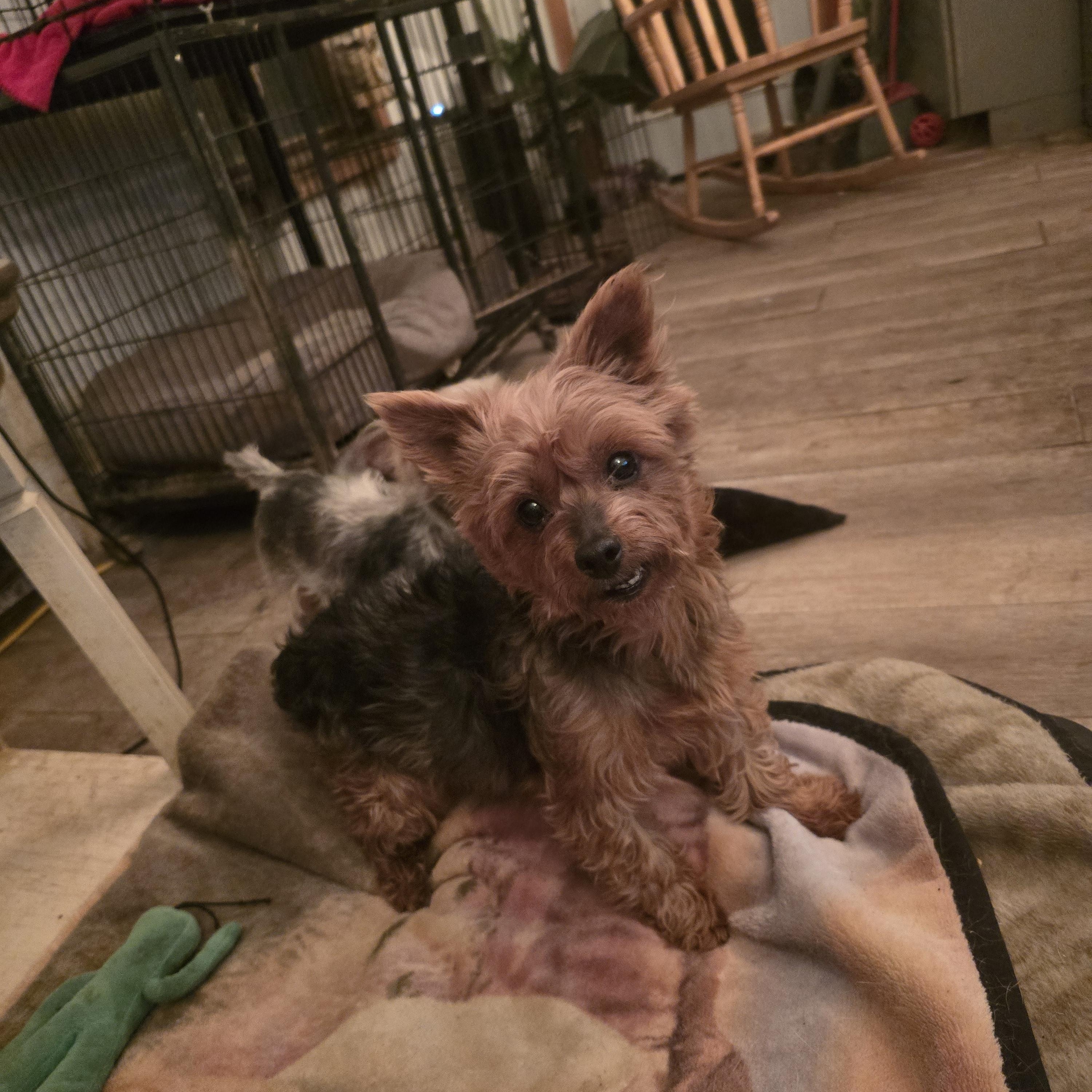 Millie, a ADOPTABLE Yorkshire Terrier in Zaleski, OH image 2/2