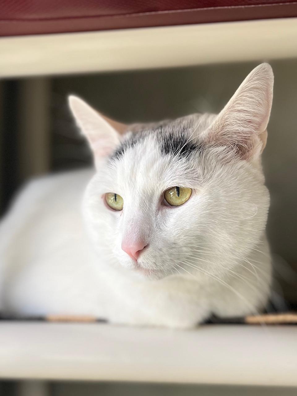Enlarge Heart, a ADOPTABLE Domestic Short Hair in Boise, ID image 1/1