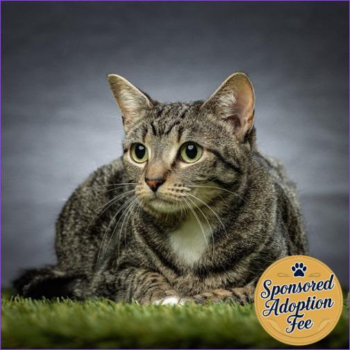 Enlarge Ginny, a Adoptable Domestic Short Hair in Jupiter, FL image 1/6