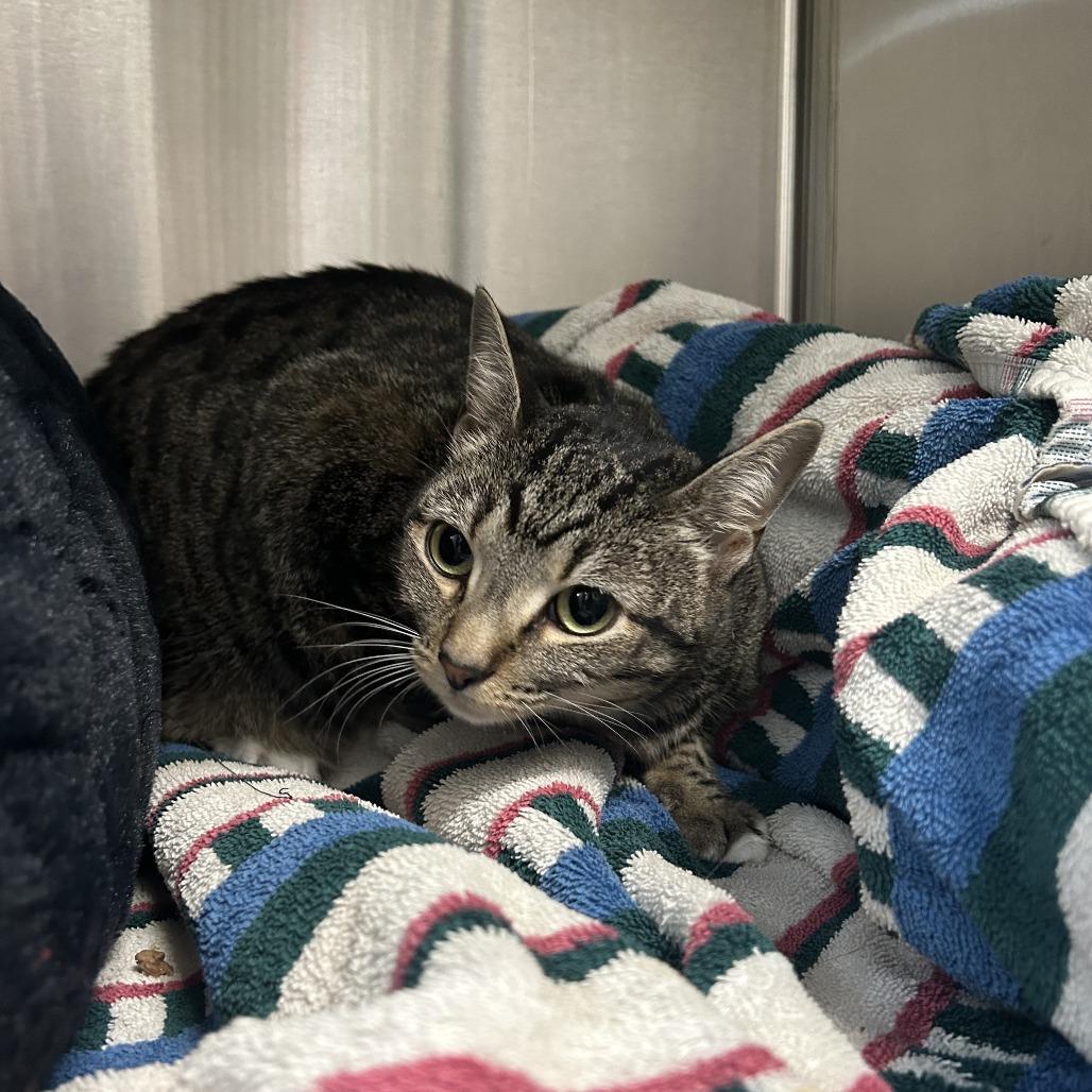 Enlarge Ginny, a Adoptable Domestic Short Hair in Jupiter, FL image 2/6