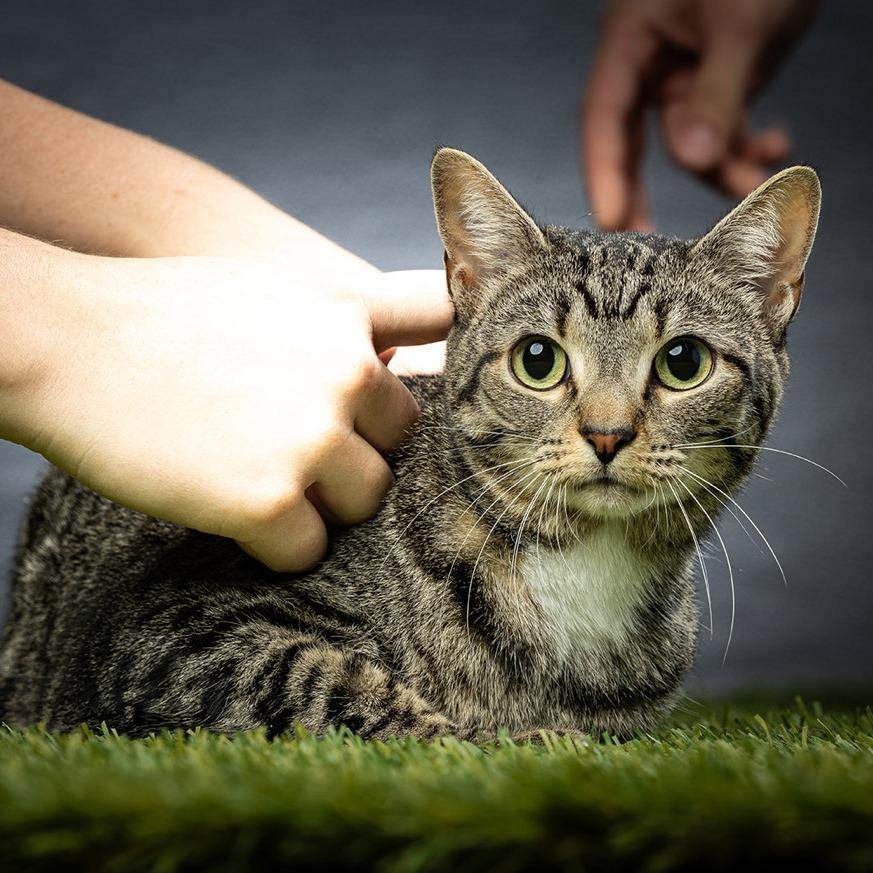 Enlarge Ginny, a Adoptable Domestic Short Hair in Jupiter, FL image 3/6