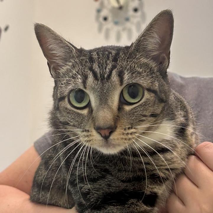 Enlarge Ginny, a Adoptable Domestic Short Hair in Jupiter, FL image 4/6